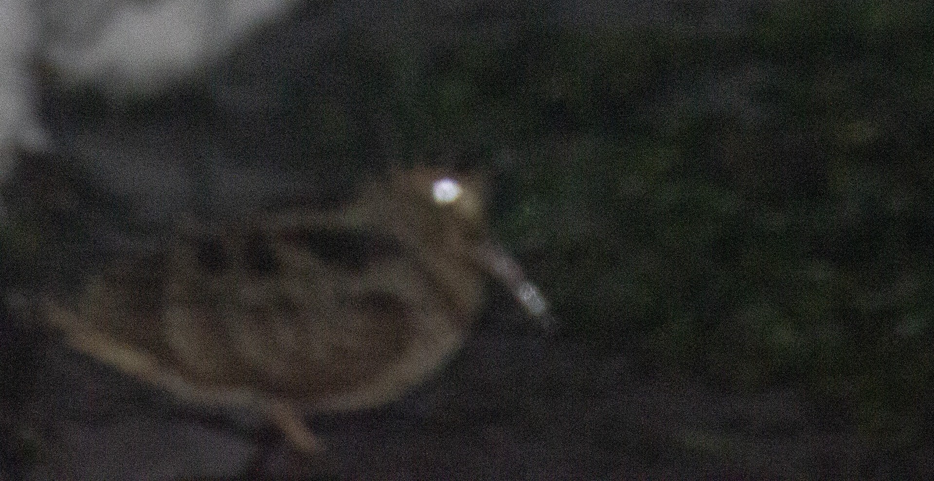 Eurasian Woodcock
