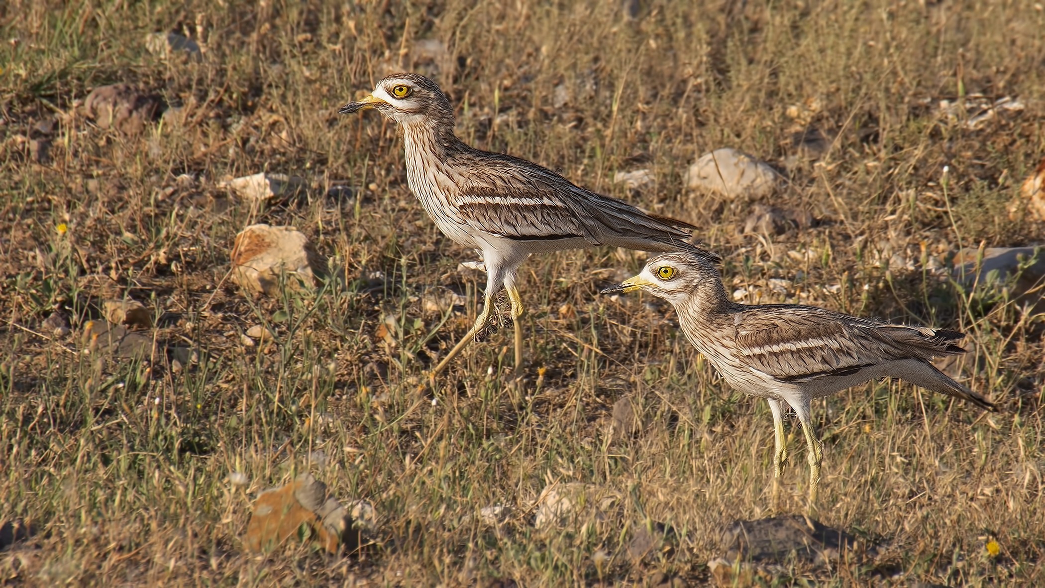 Eurasian Thick-knee
