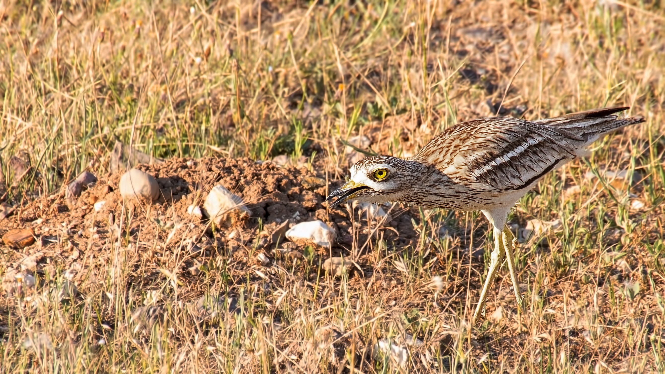 Eurasian Thick-knee
