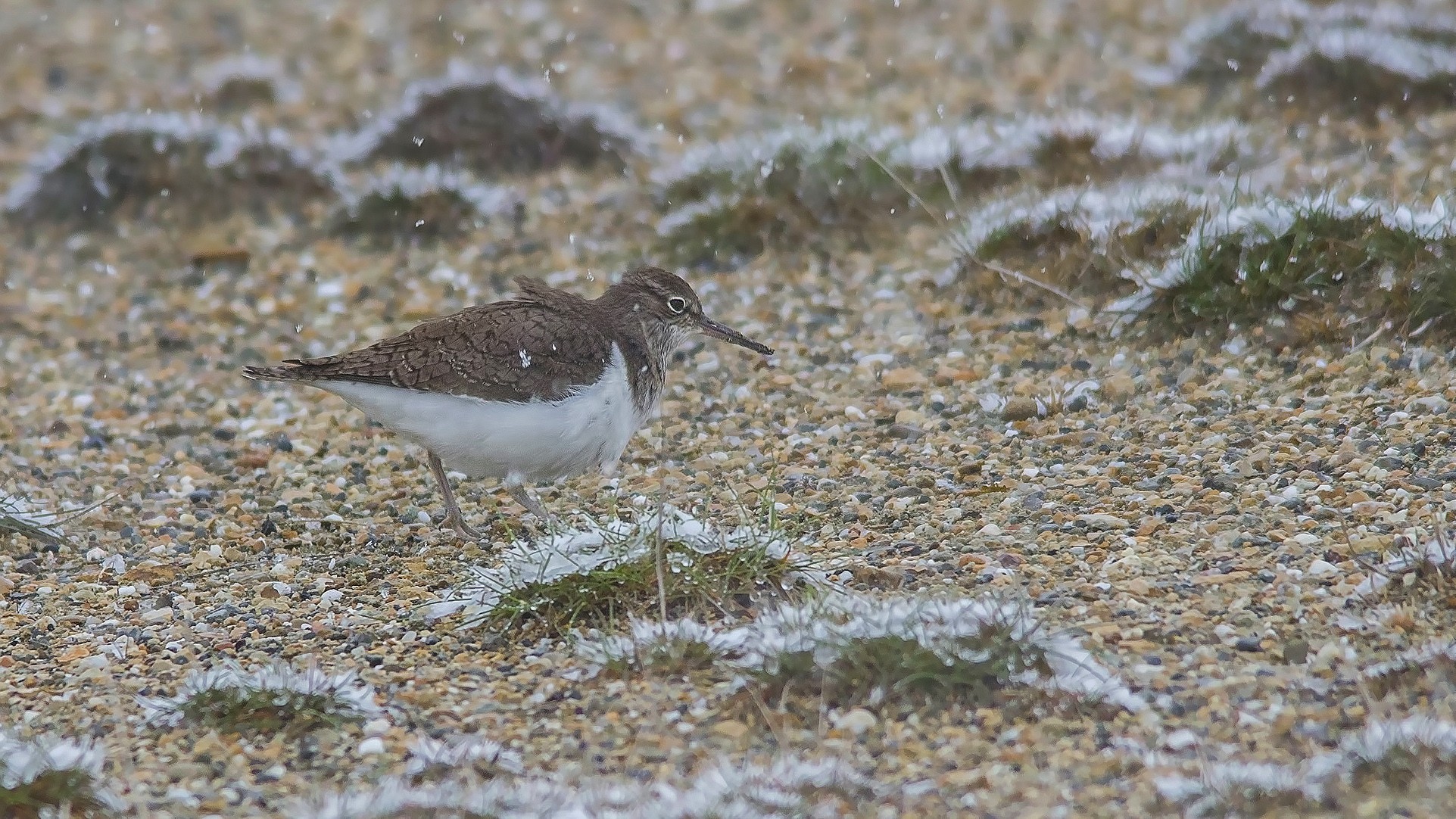 Common Sandpiper