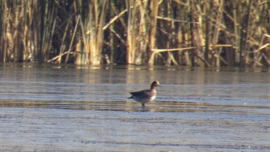 Eurasian Wigeon