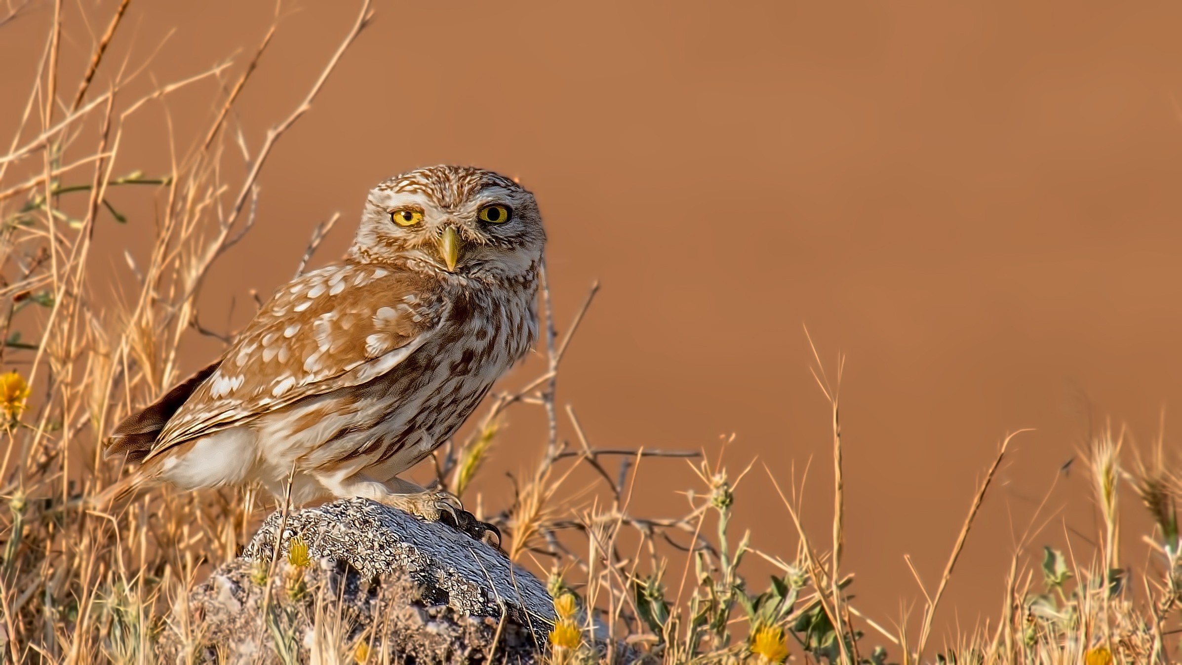Little Owl