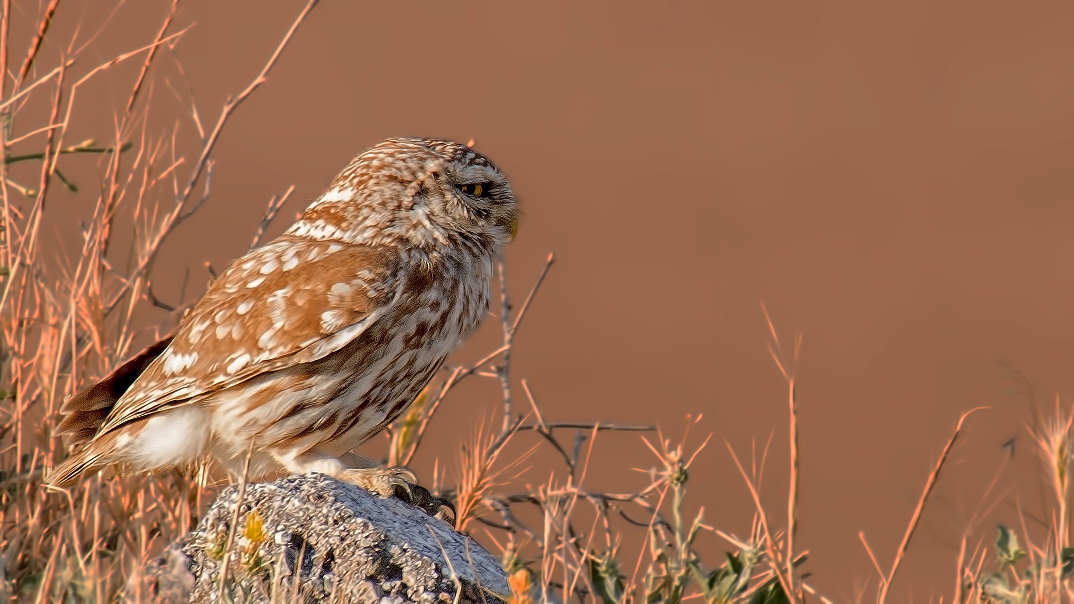 Little Owl
