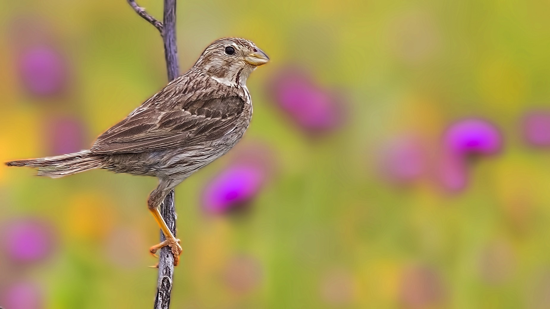 Corn Bunting