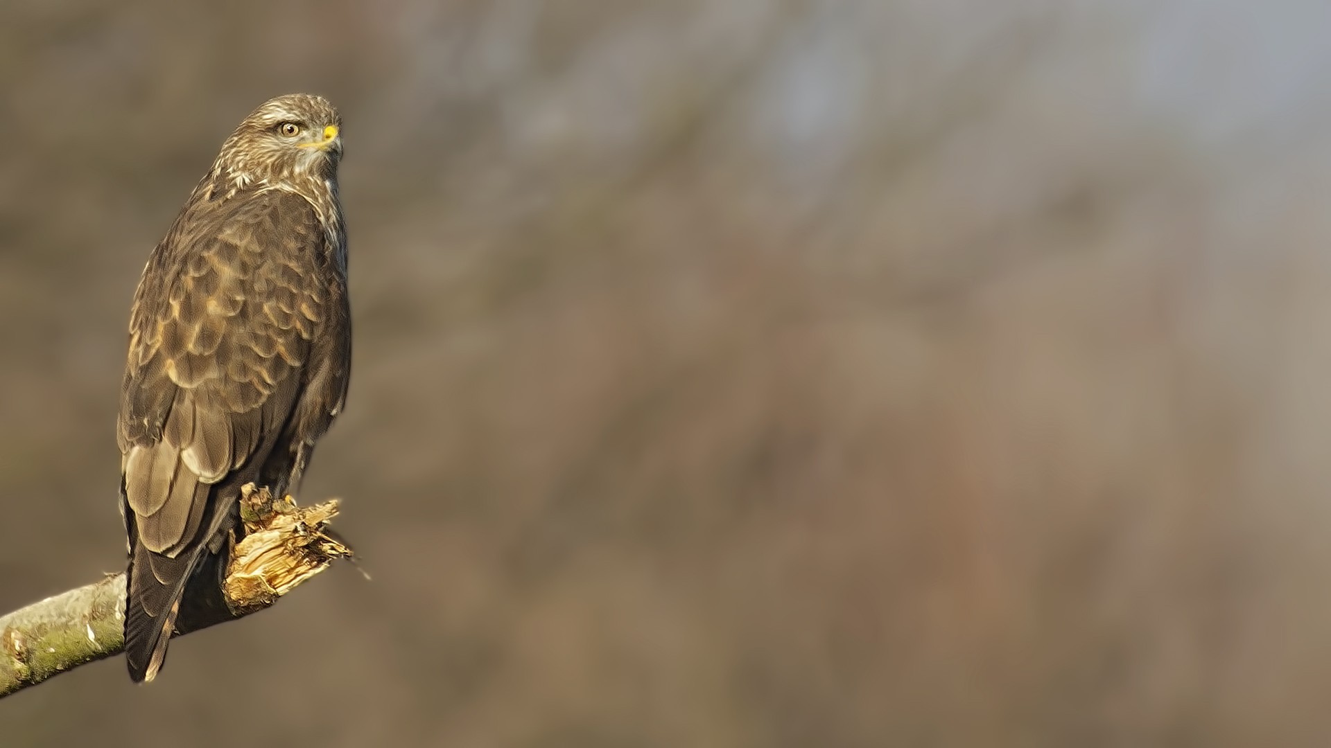 Common Buzzard