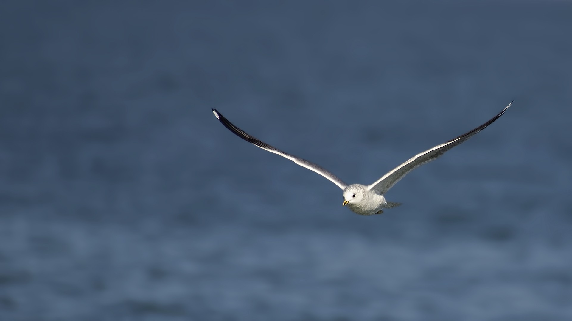 Mew Gull