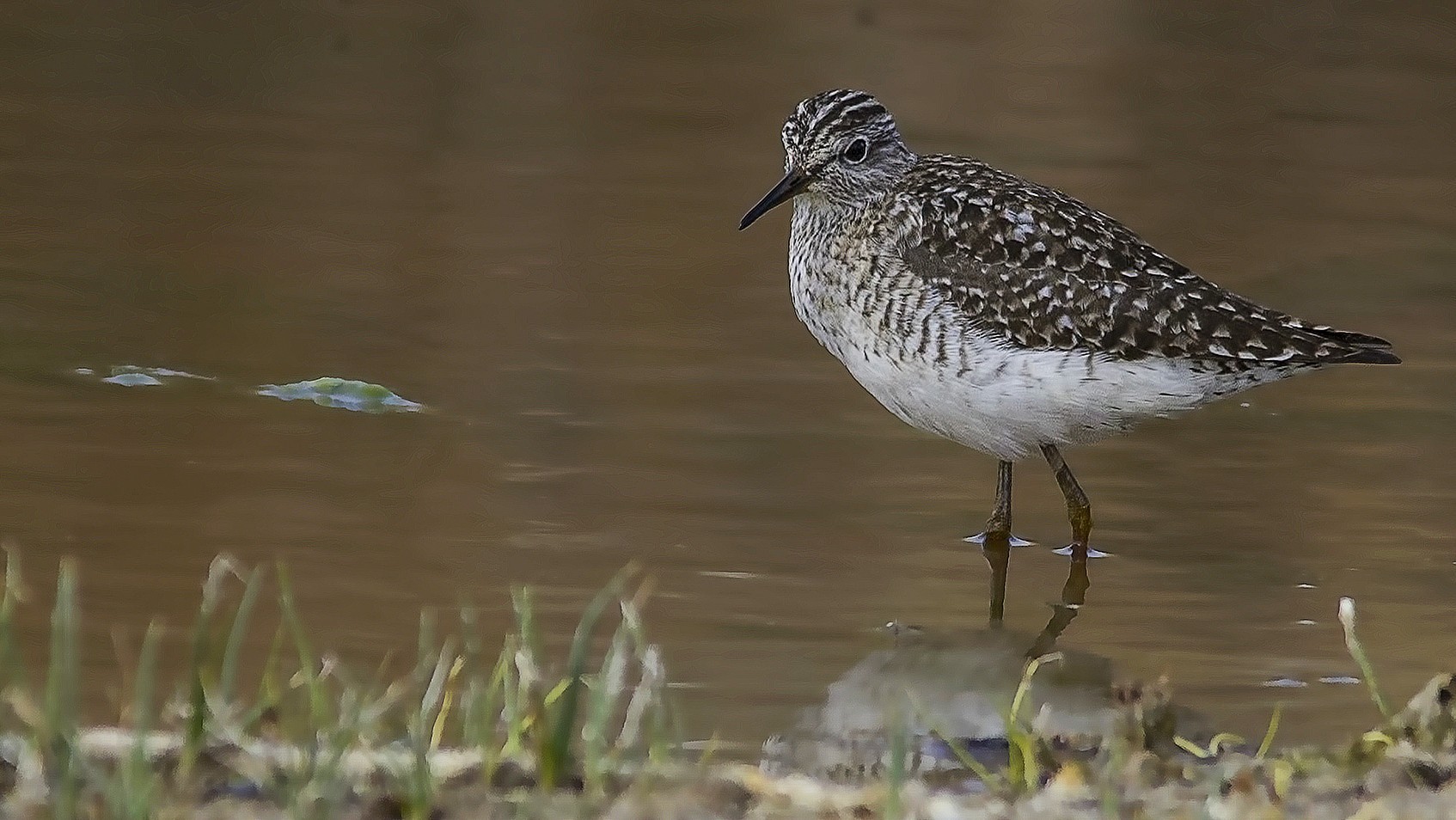 Wood Sandpiper