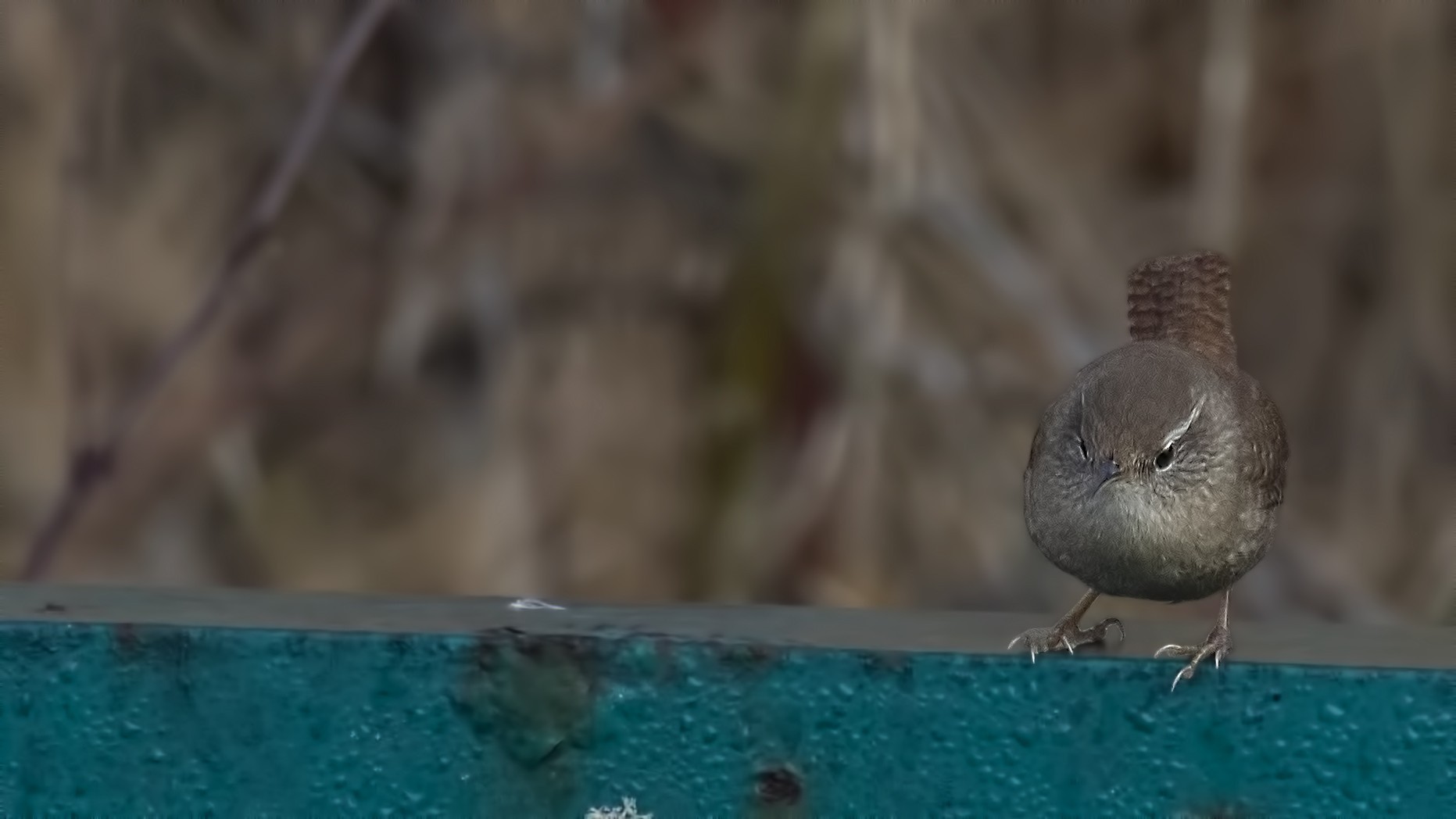 Eurasian Wren