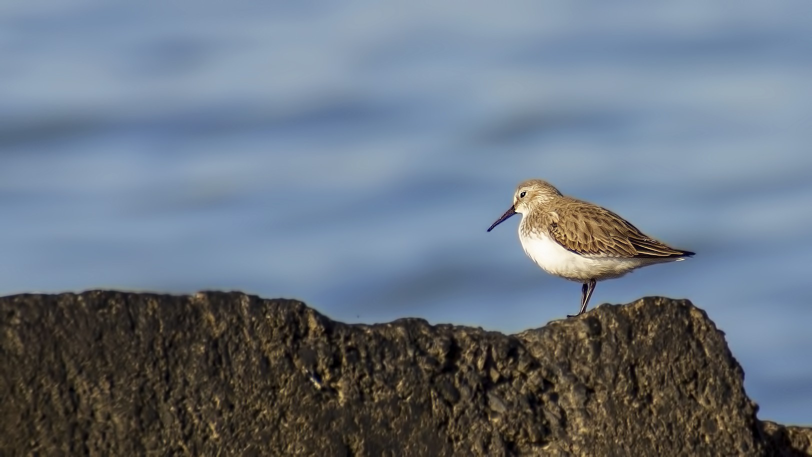 Dunlin
