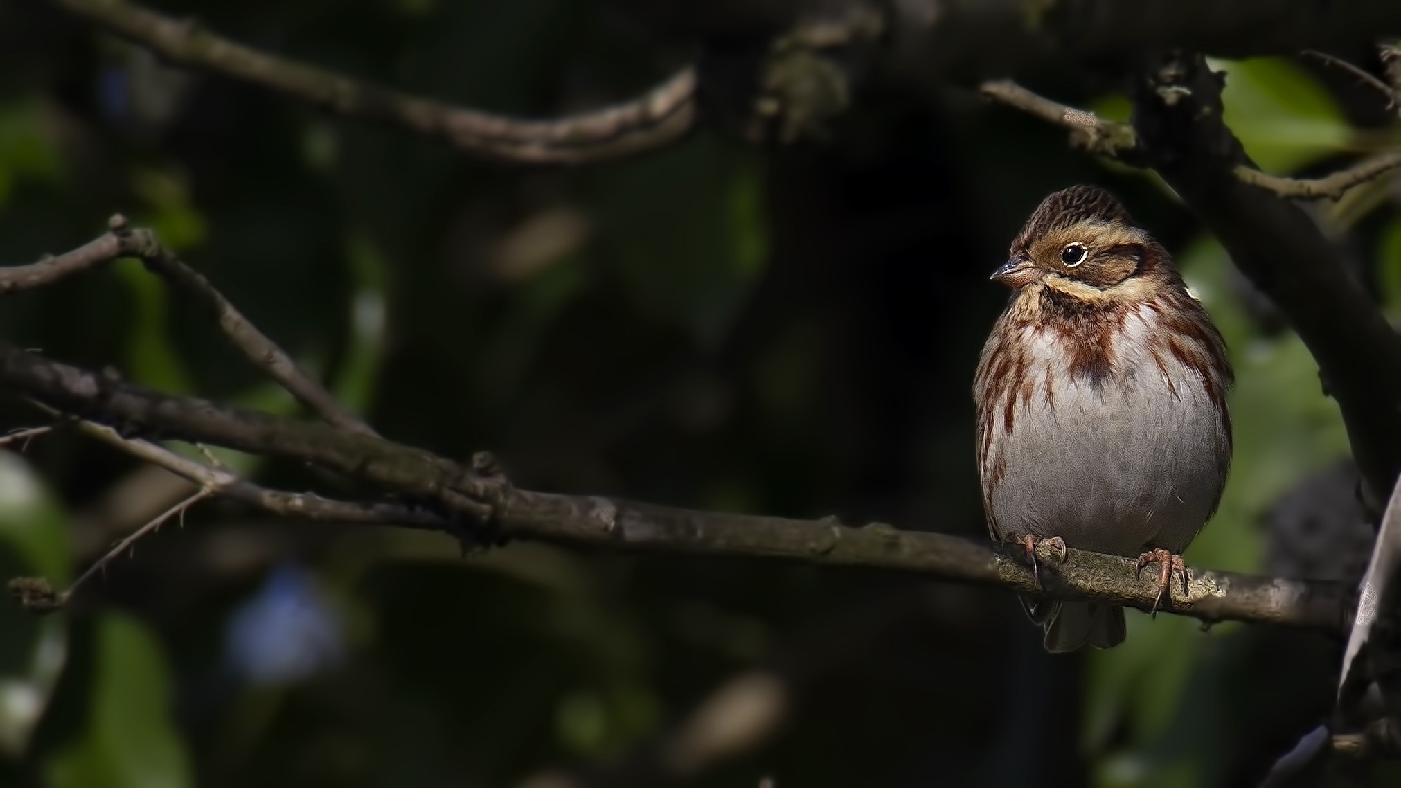 Rustic Bunting