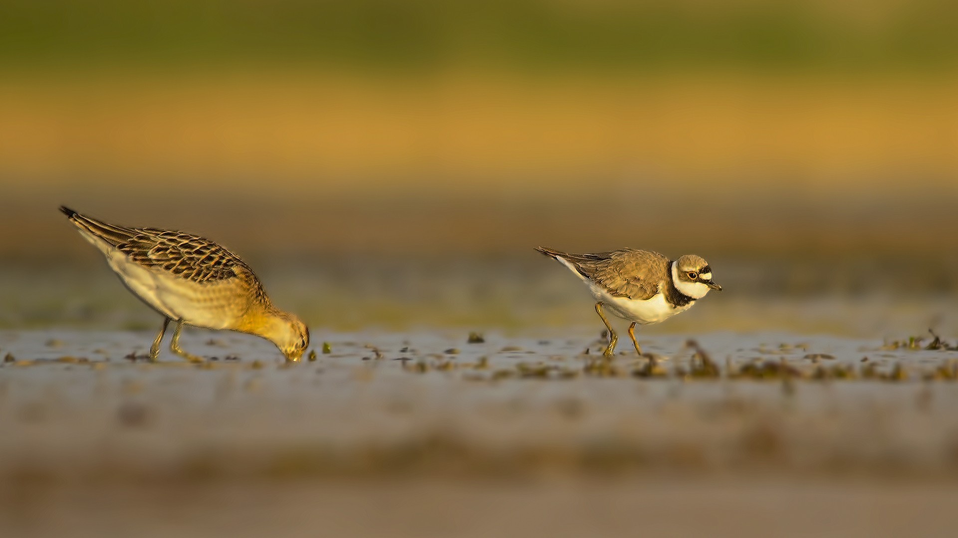 Little Ringed Plover