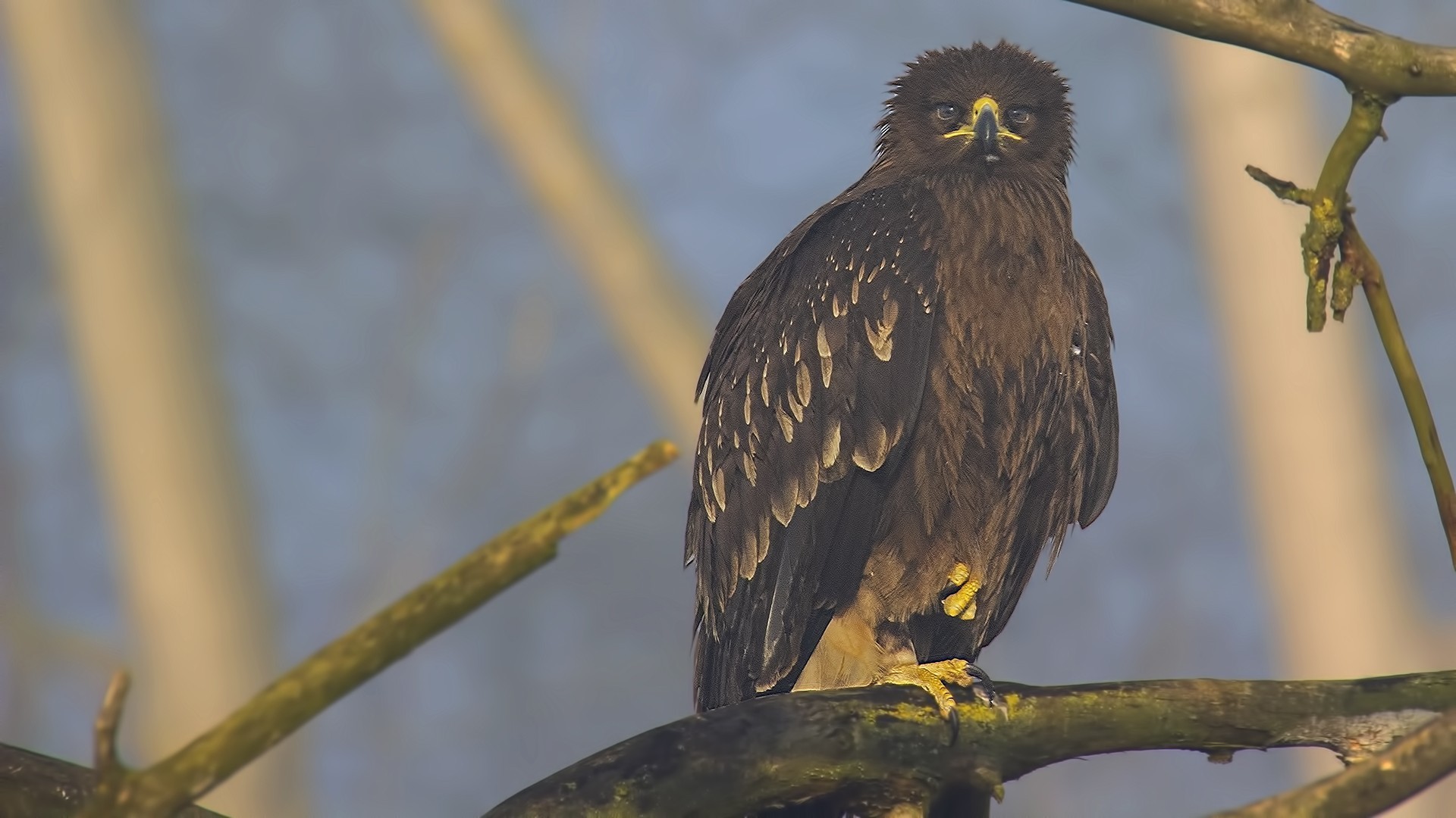 Greater Spotted Eagle
