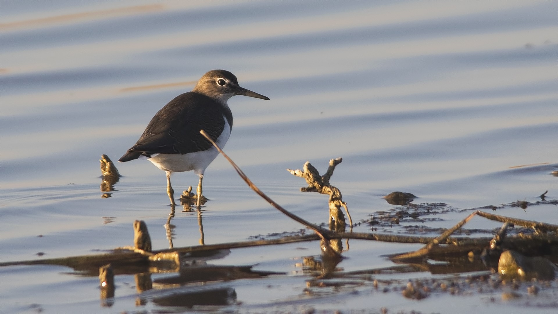 Green Sandpiper
