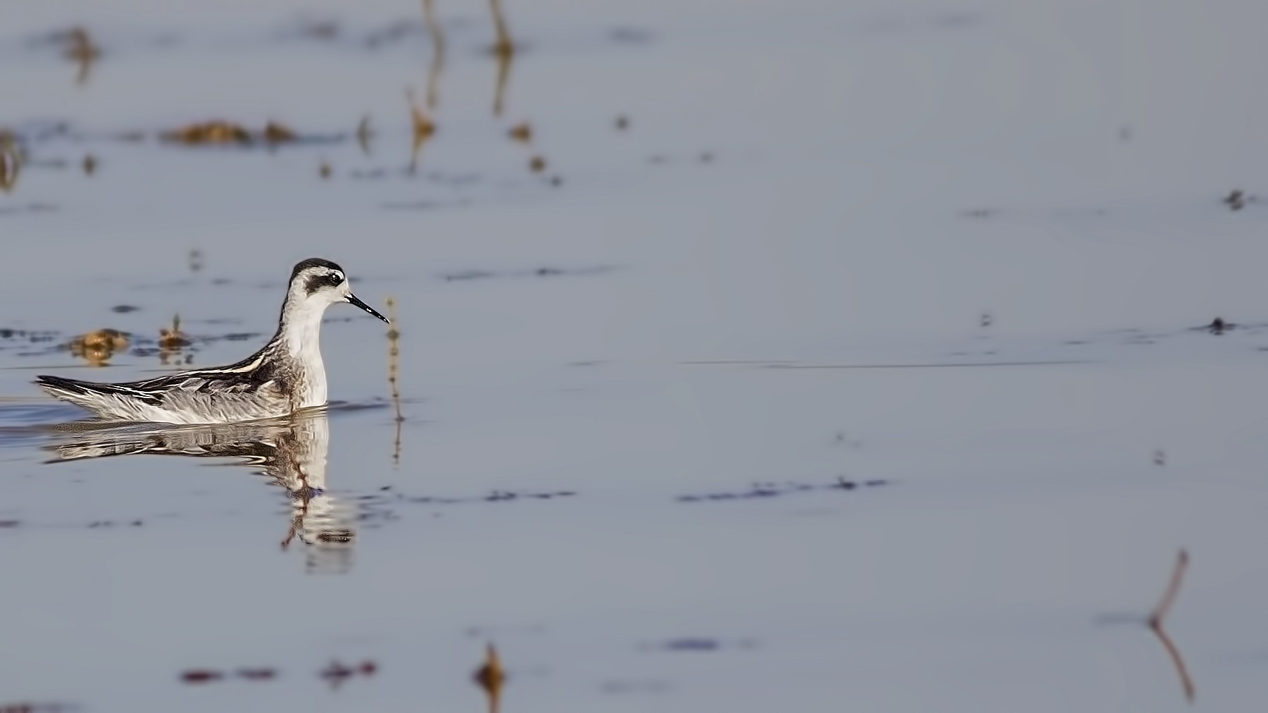 Red-necked Phalarope