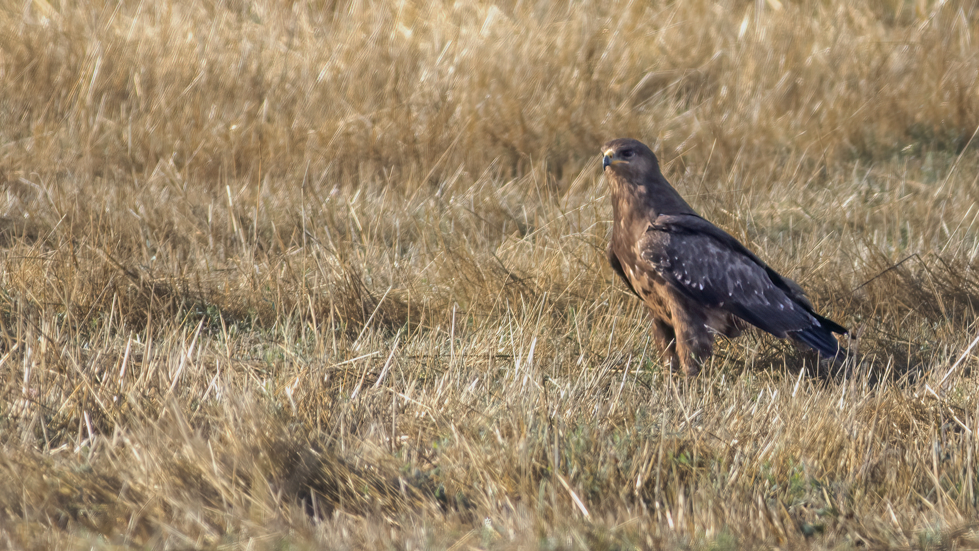 Lesser Spotted Eagle