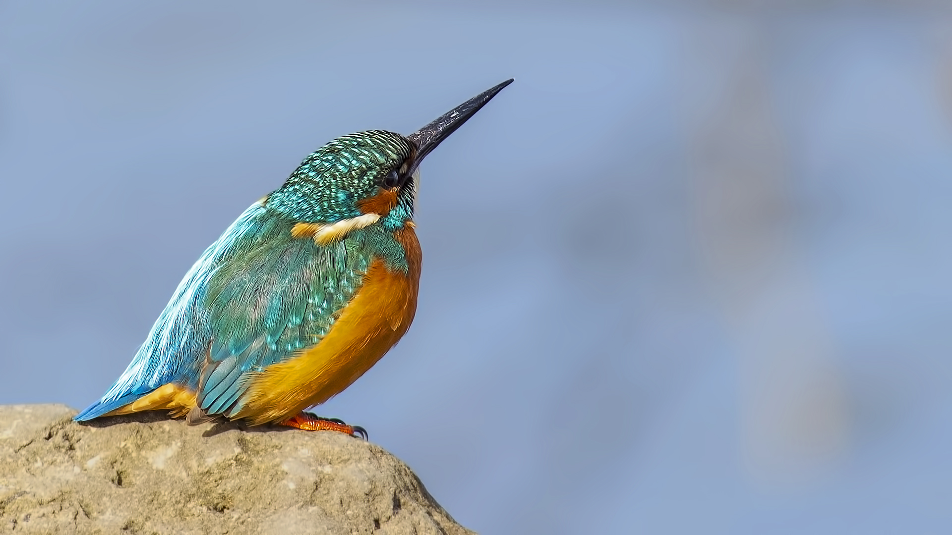 Common Kingfisher
