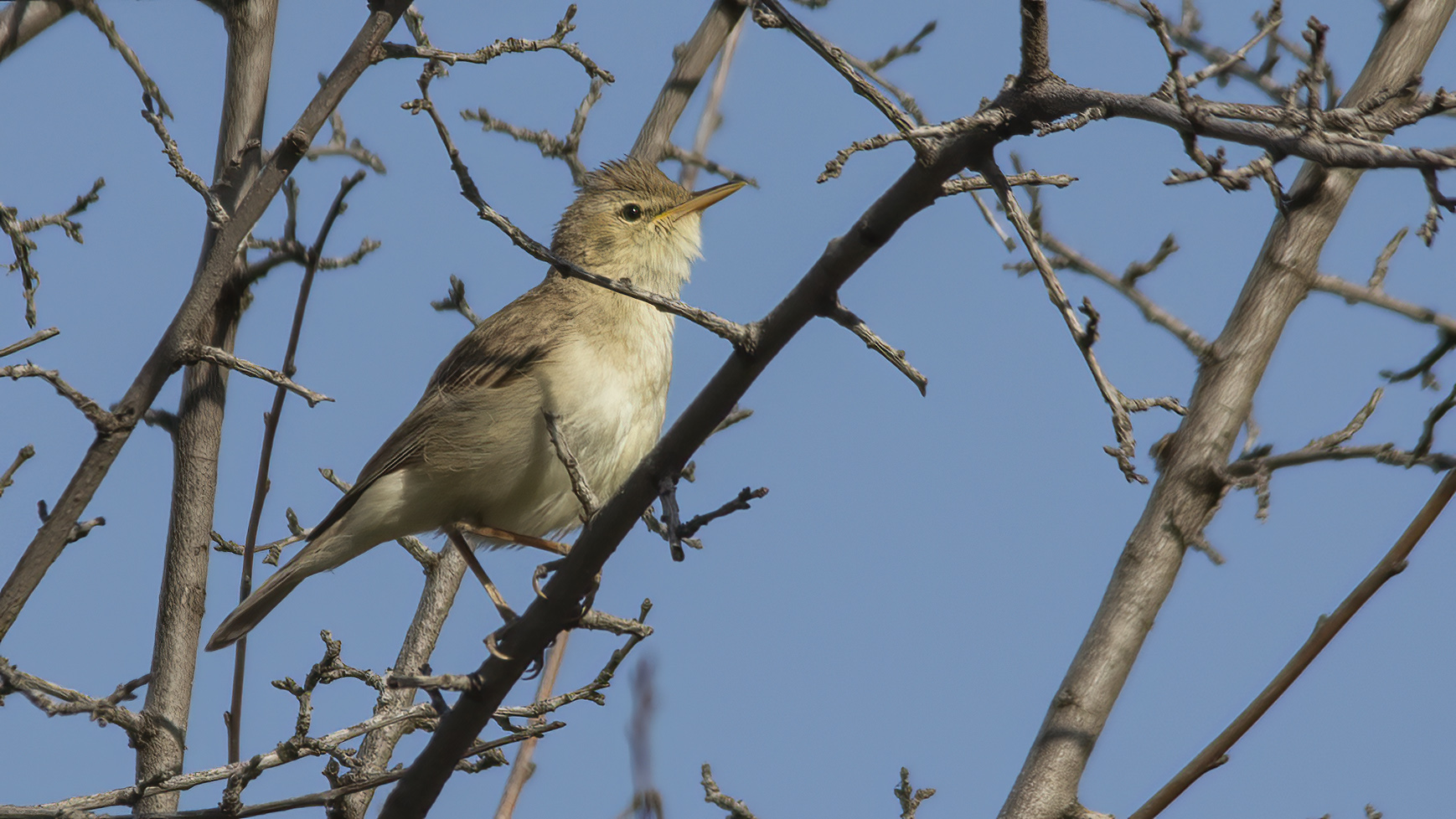 Eastern Olivaceous Warbler