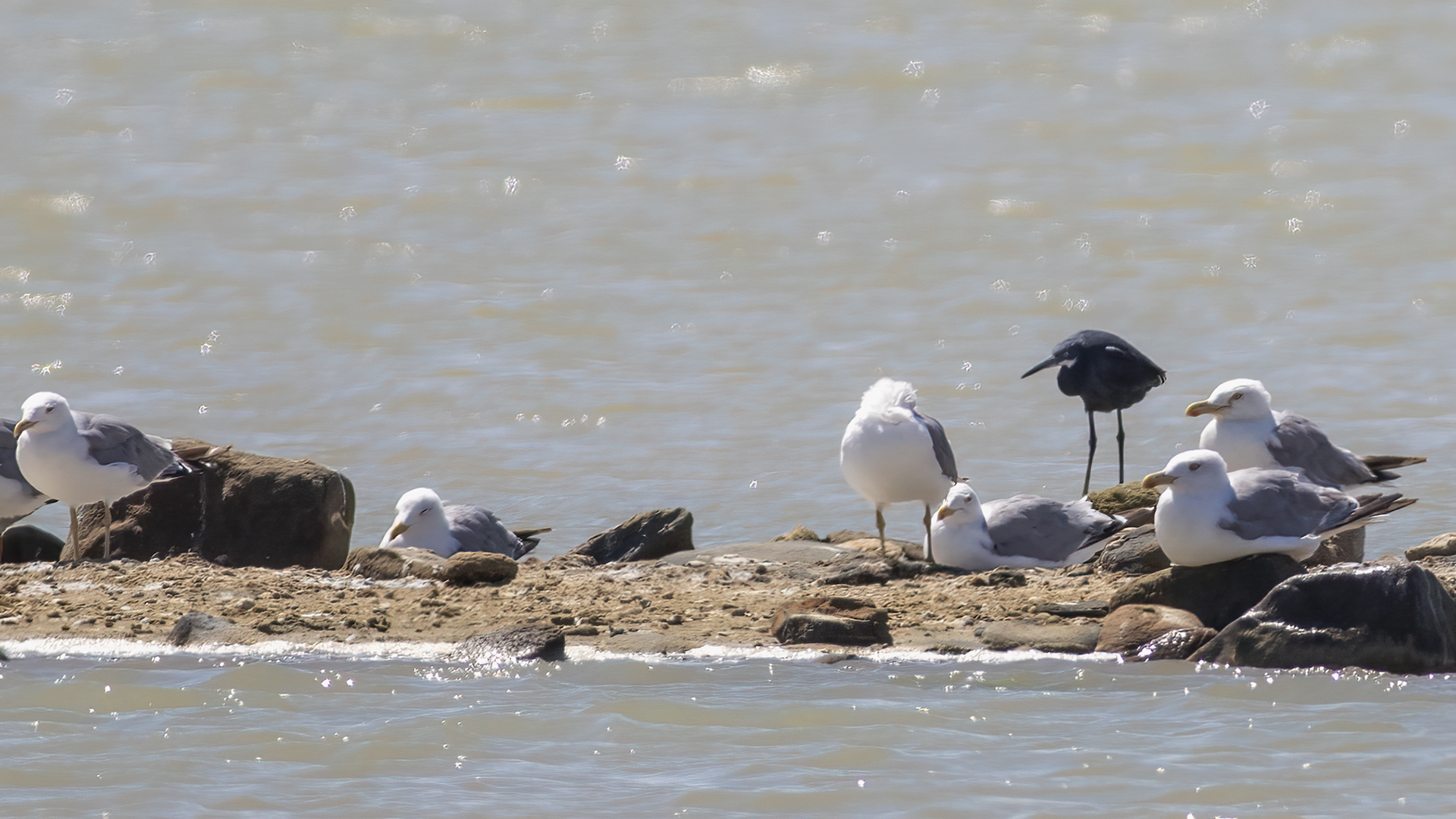 Western Reef-Heron