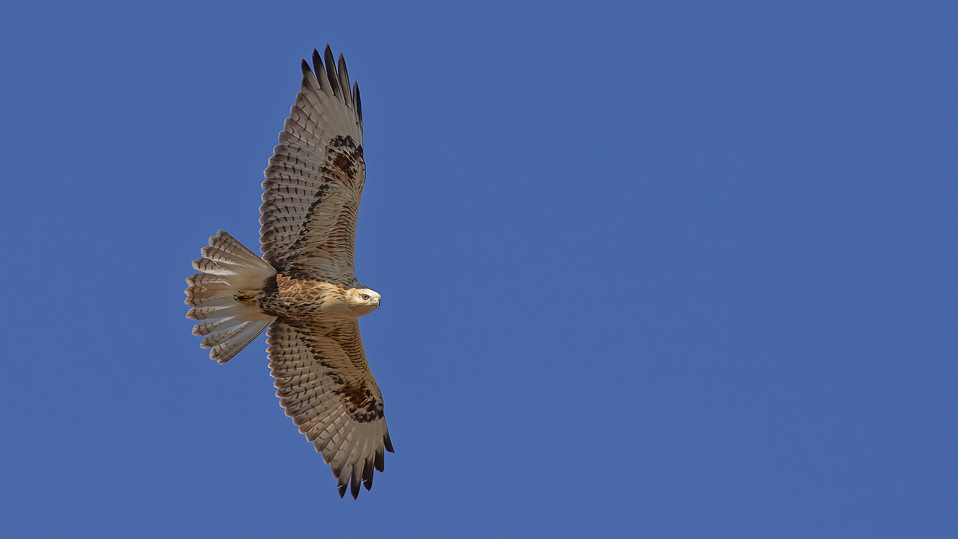 Long-legged Buzzard