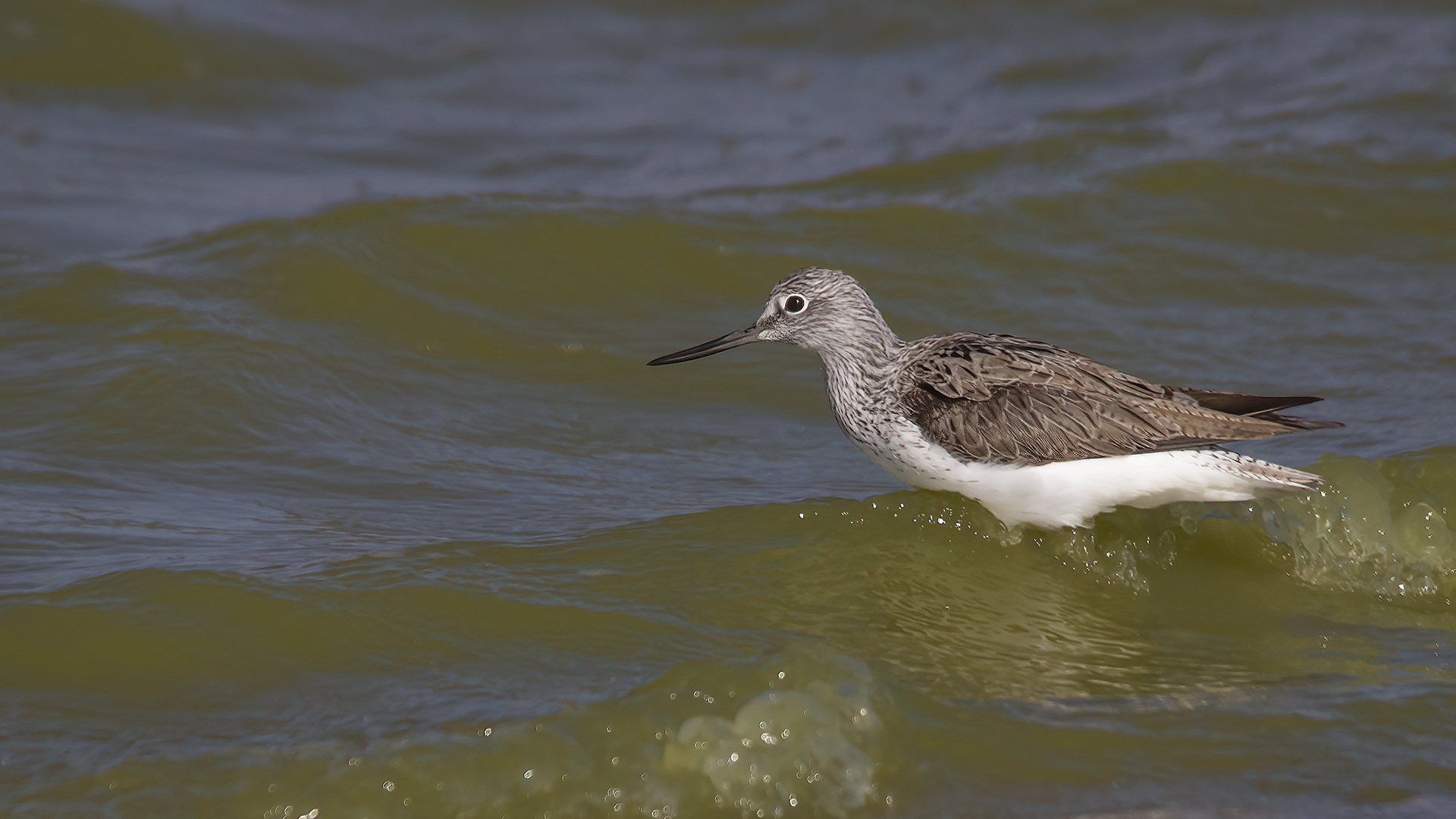 Common Greenshank