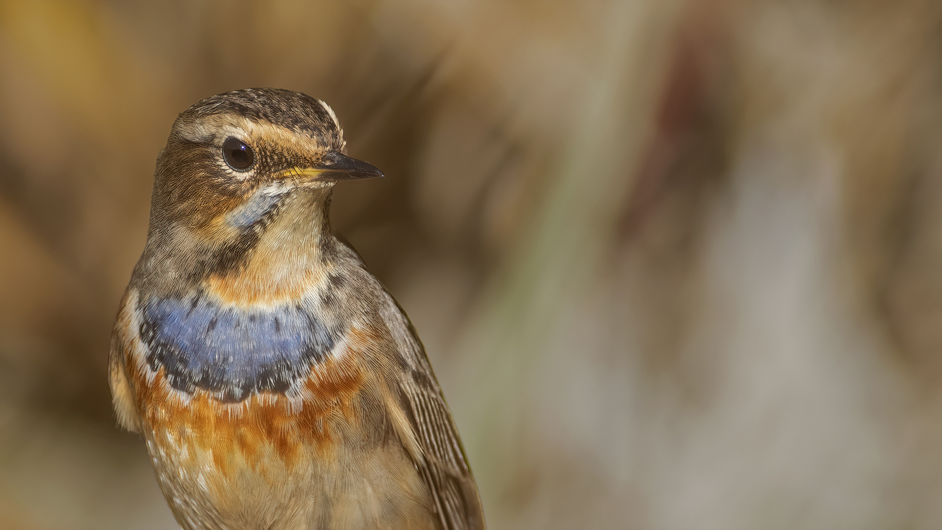 Bluethroat
