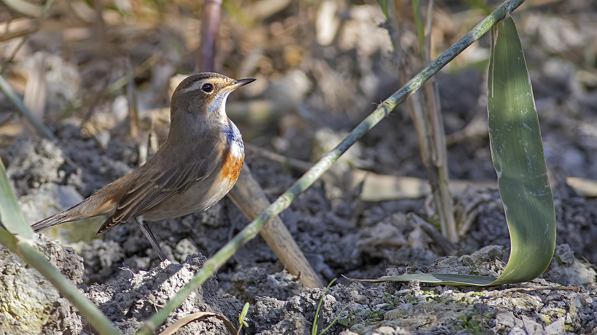 Bluethroat