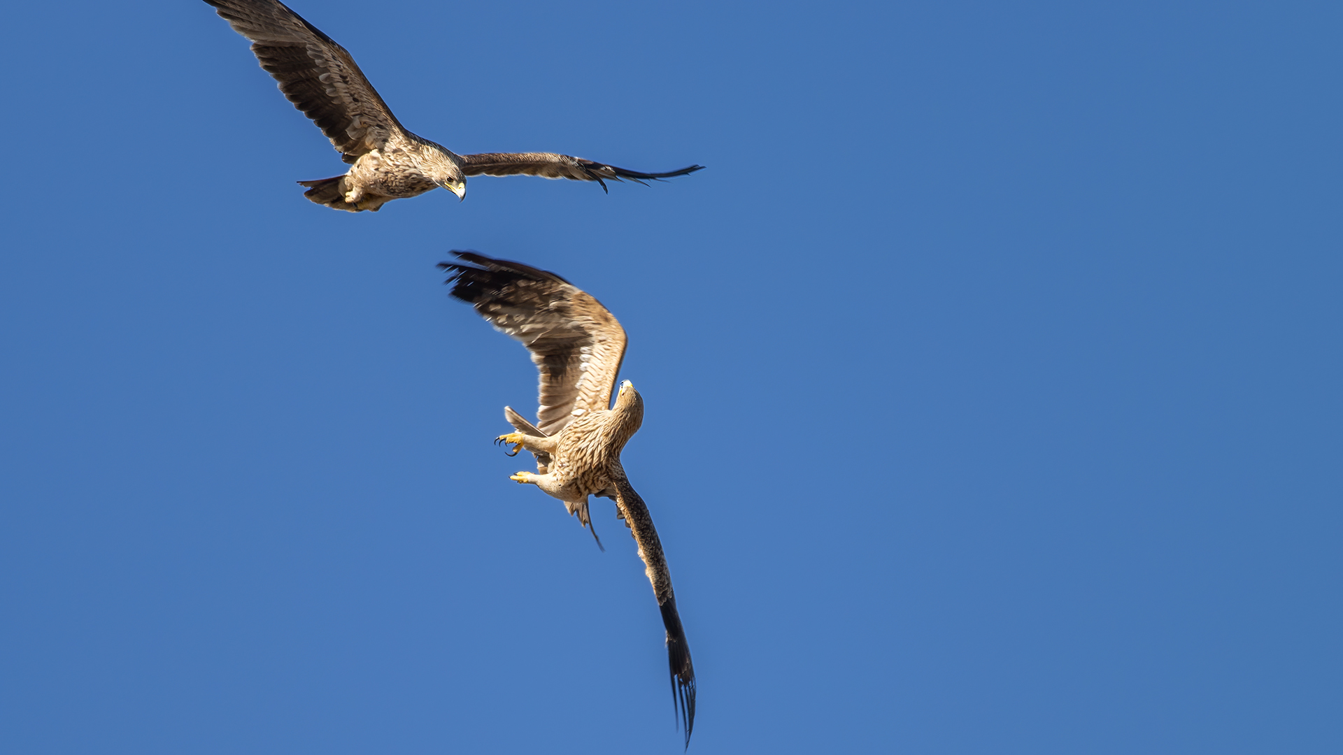 Imperial Eagle