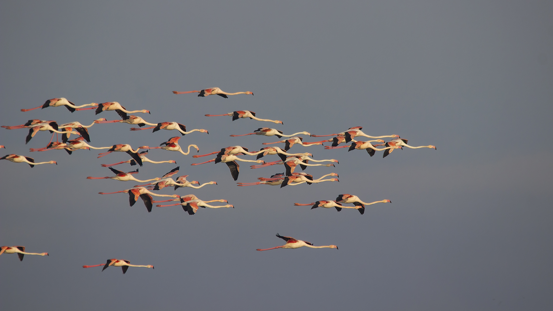 Greater Flamingo
