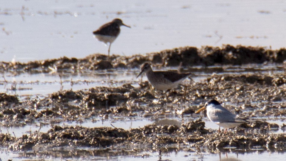 Little Tern