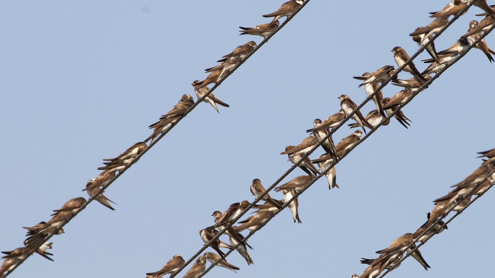 Bank Swallow