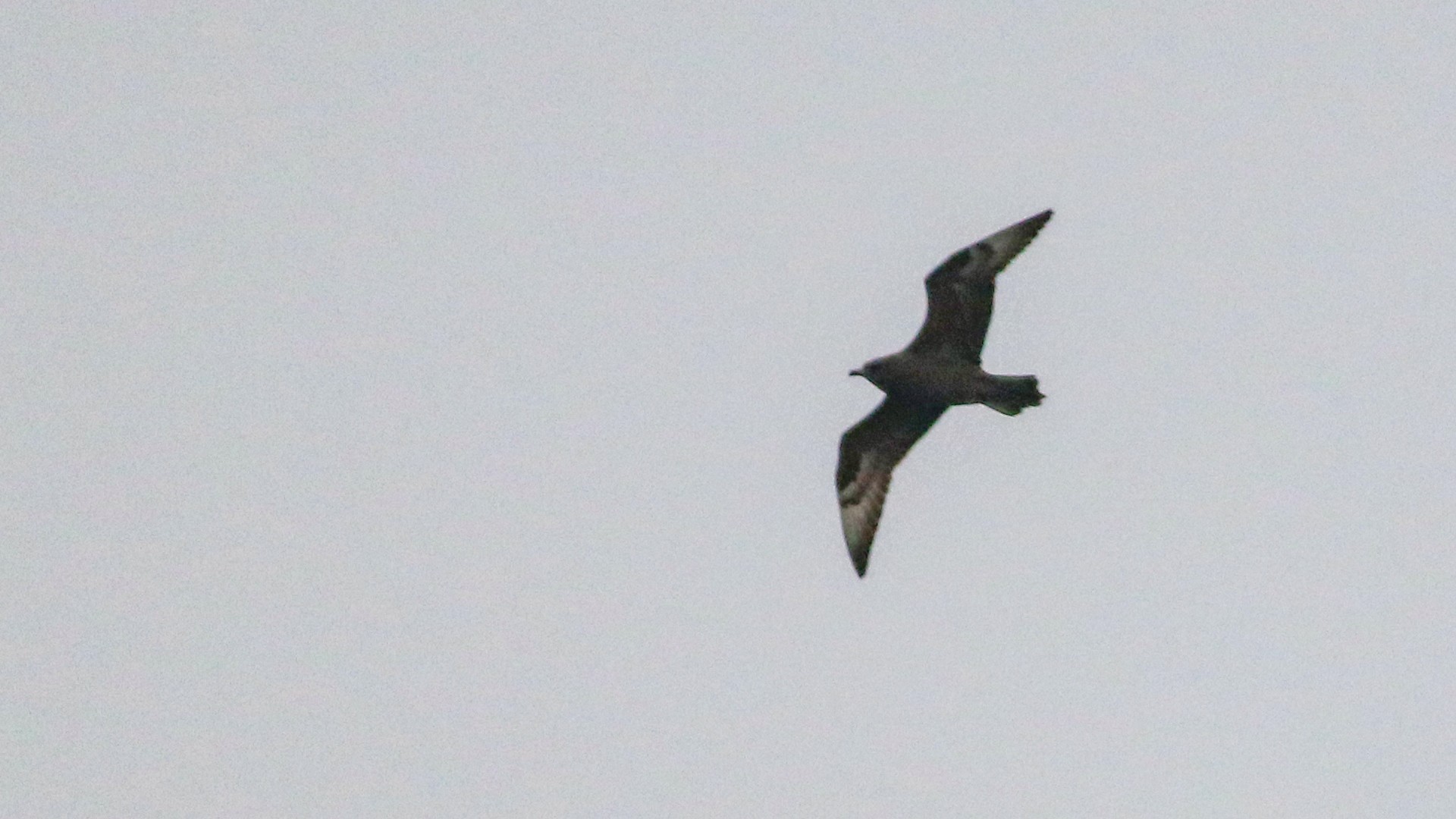 Pomarine Jaeger