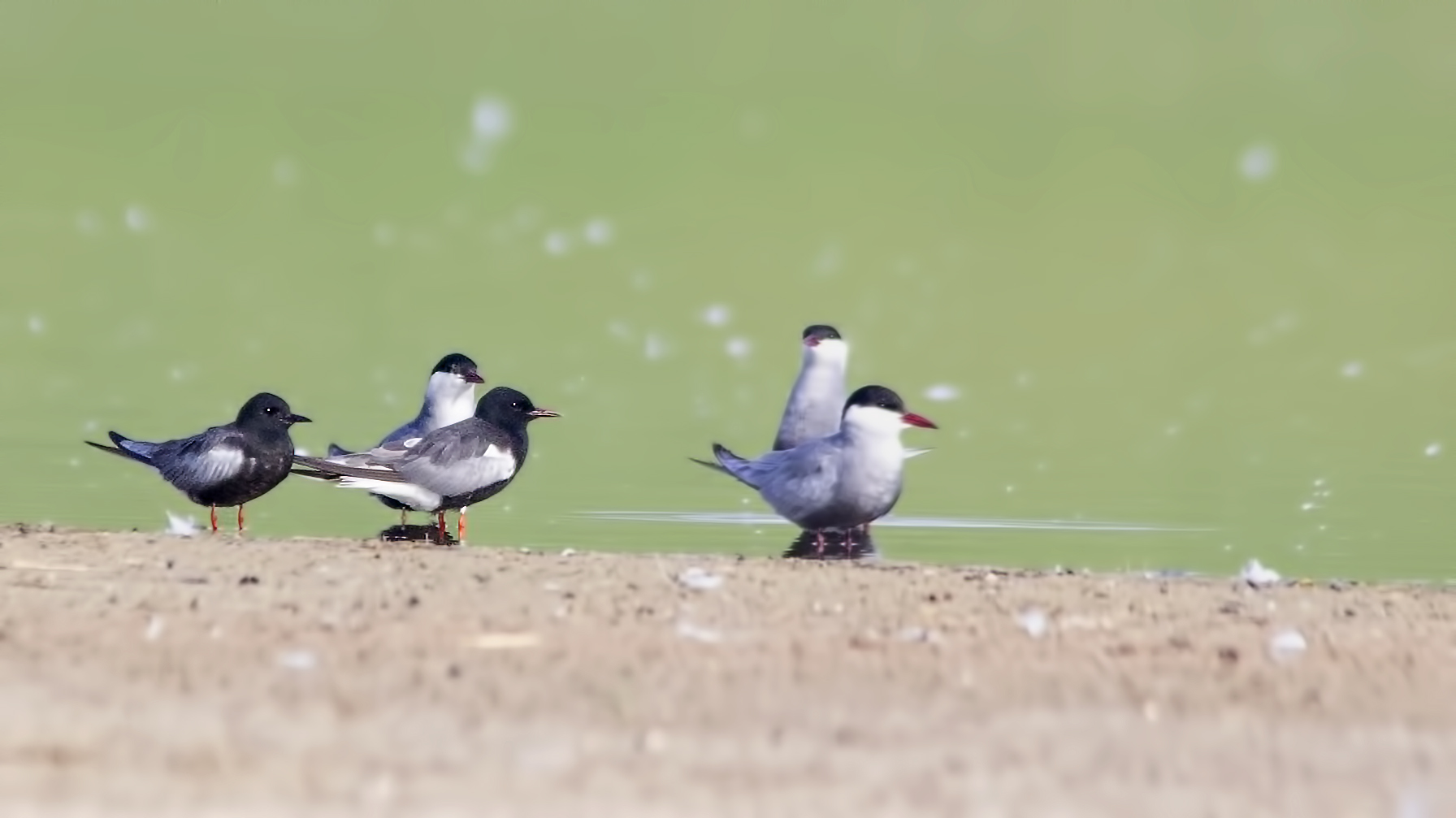 Black Tern