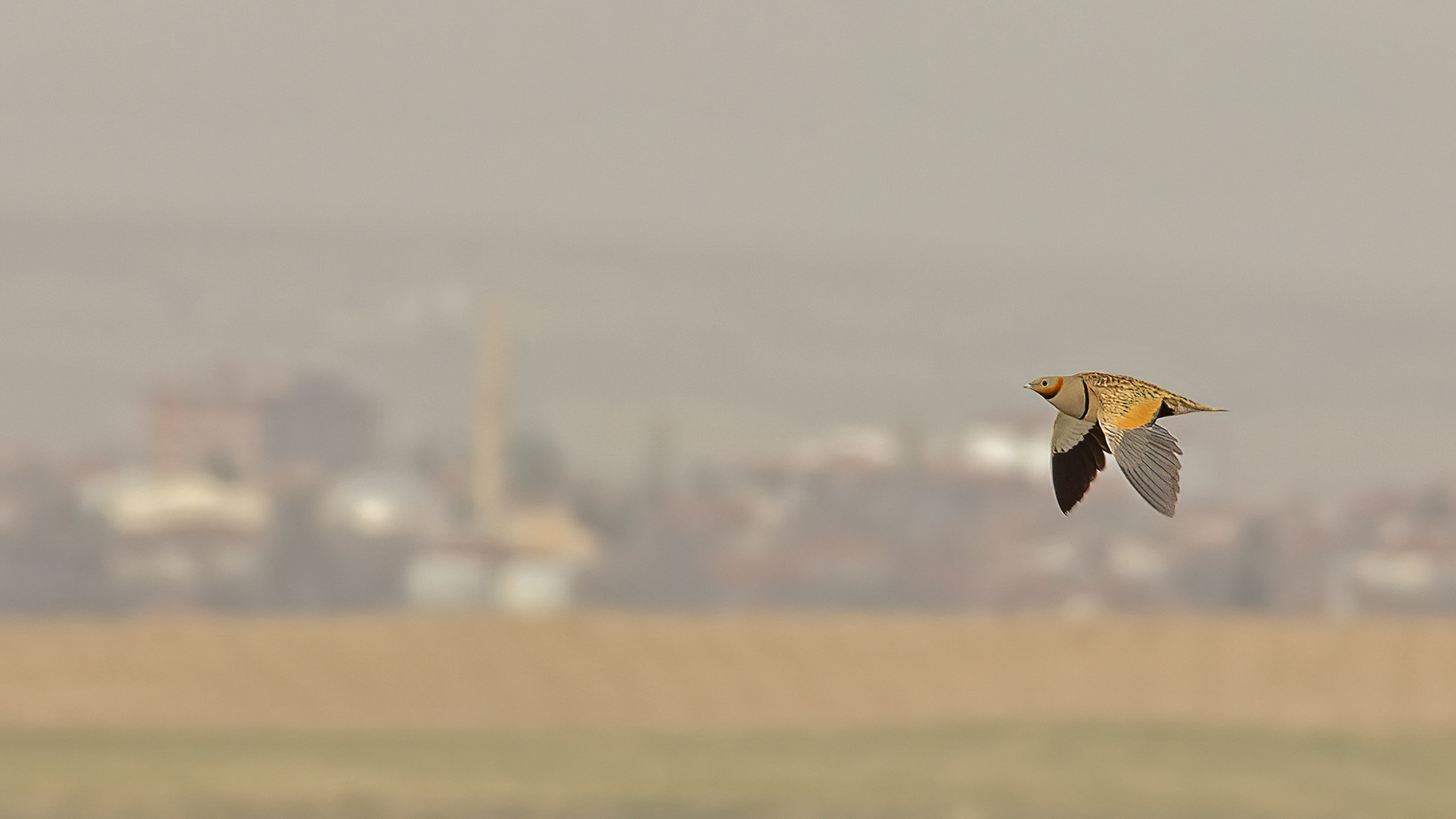 Black-bellied Sandgrouse
