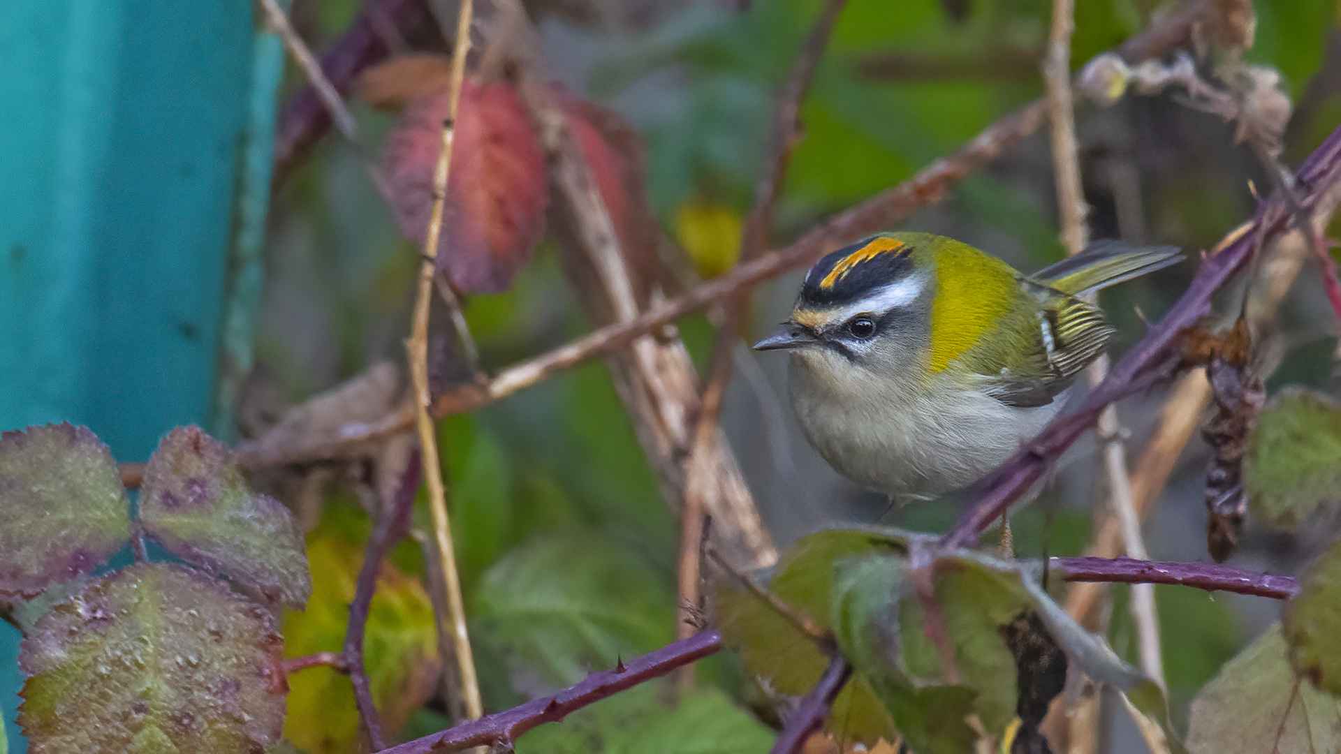 Common Firecrest