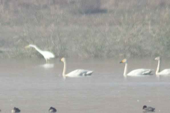 Whooper Swan