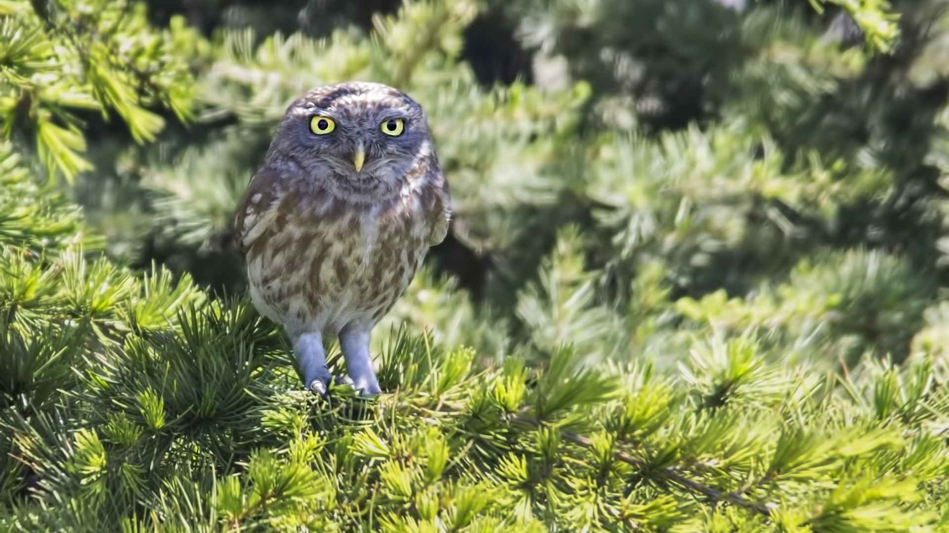 Kukumav