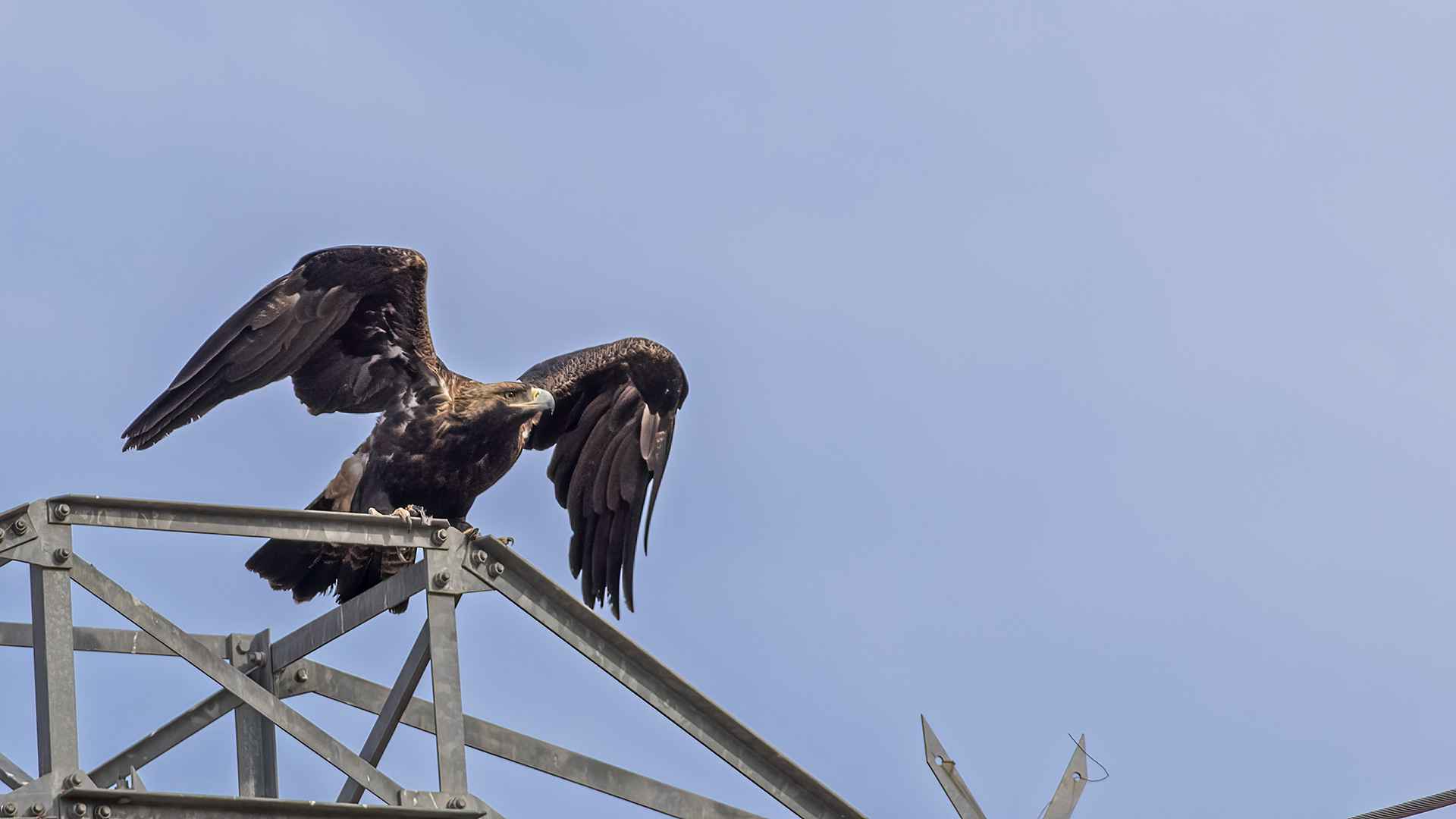 Imperial Eagle