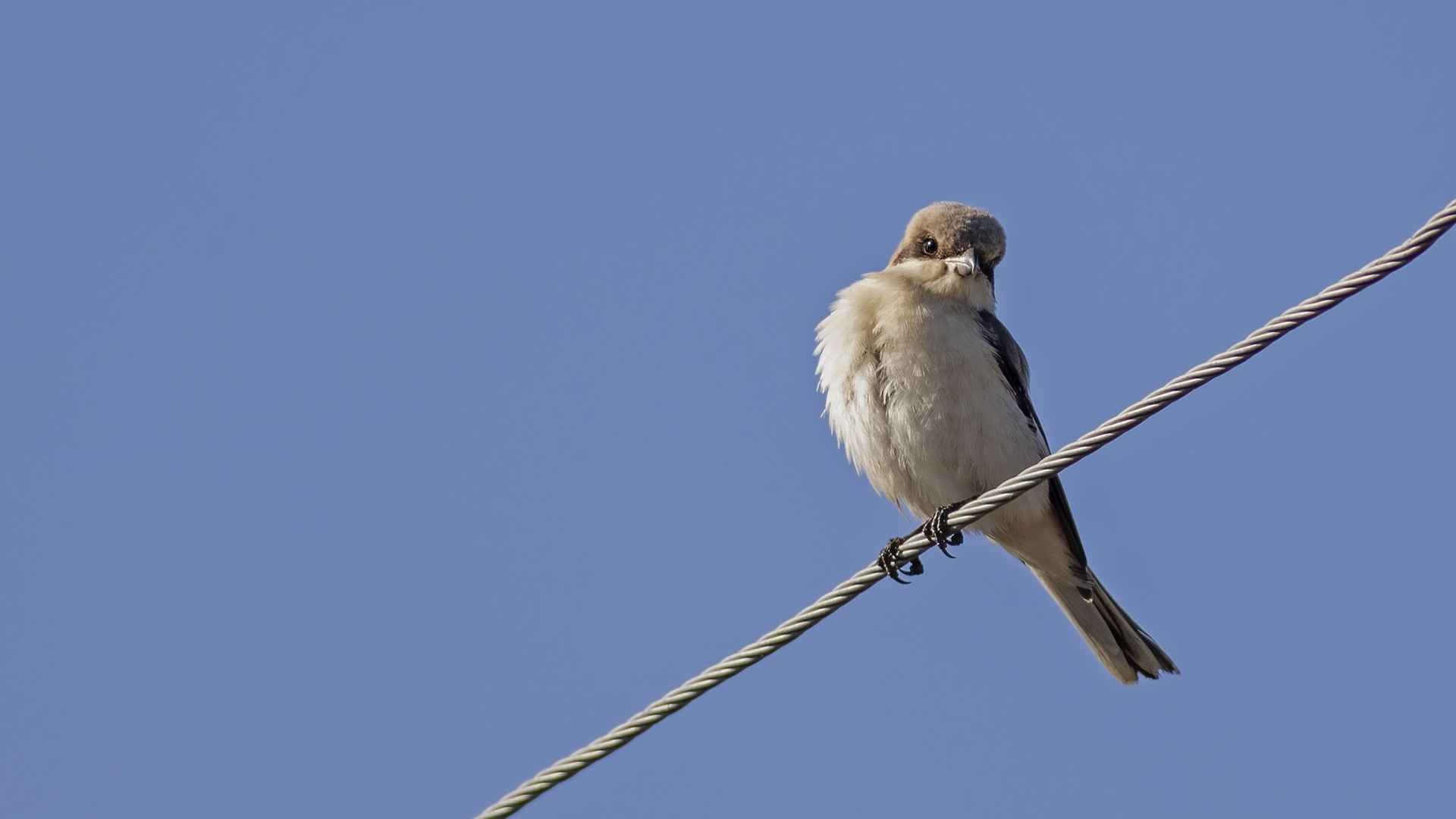 Lesser Gray Shrike