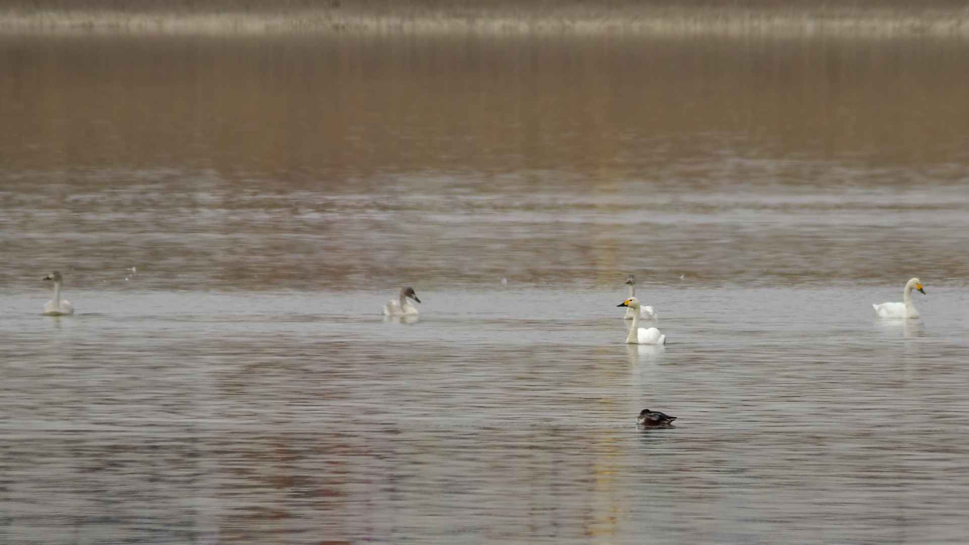 Tundra Swan