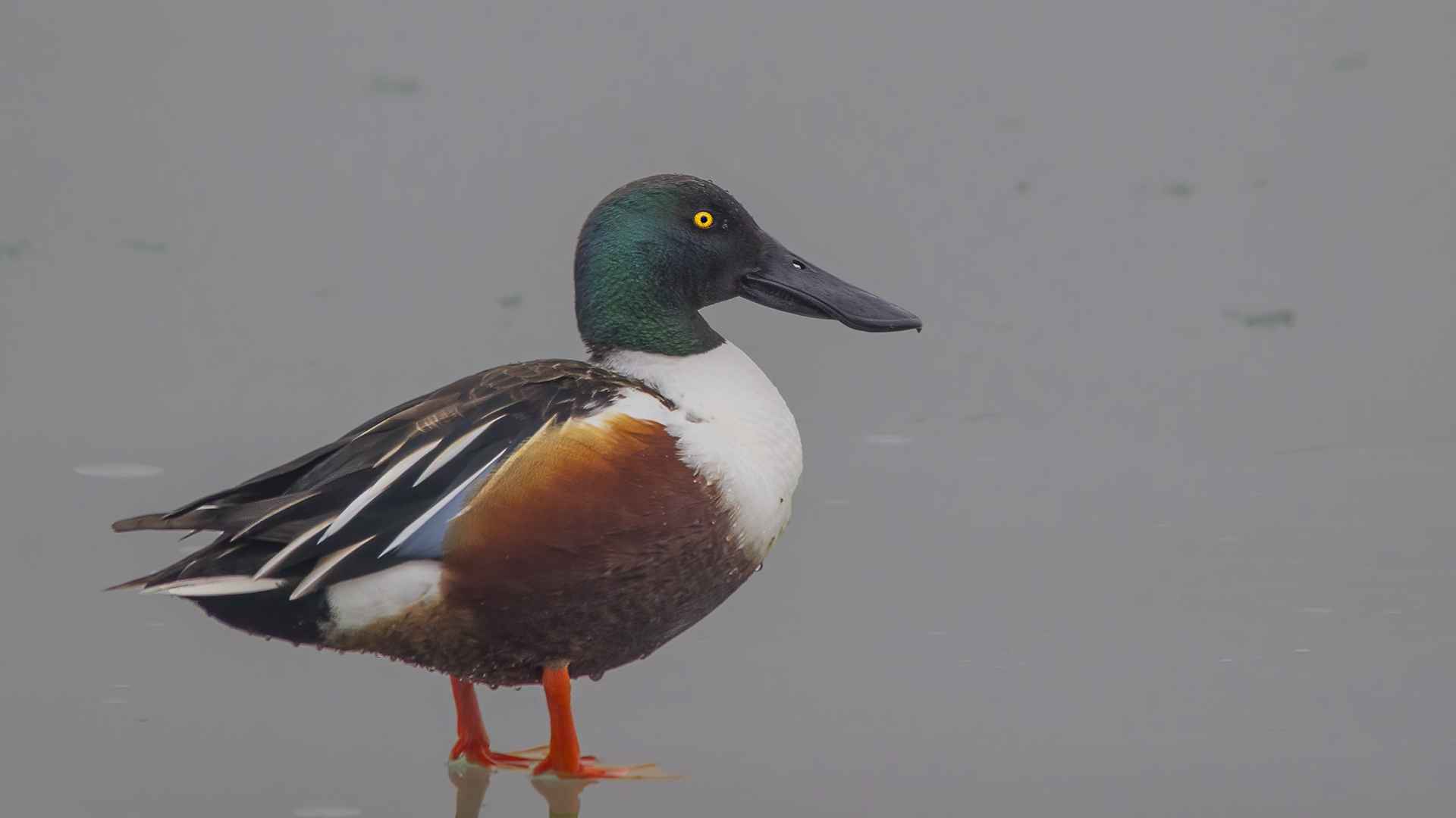 Kaşıkgaga