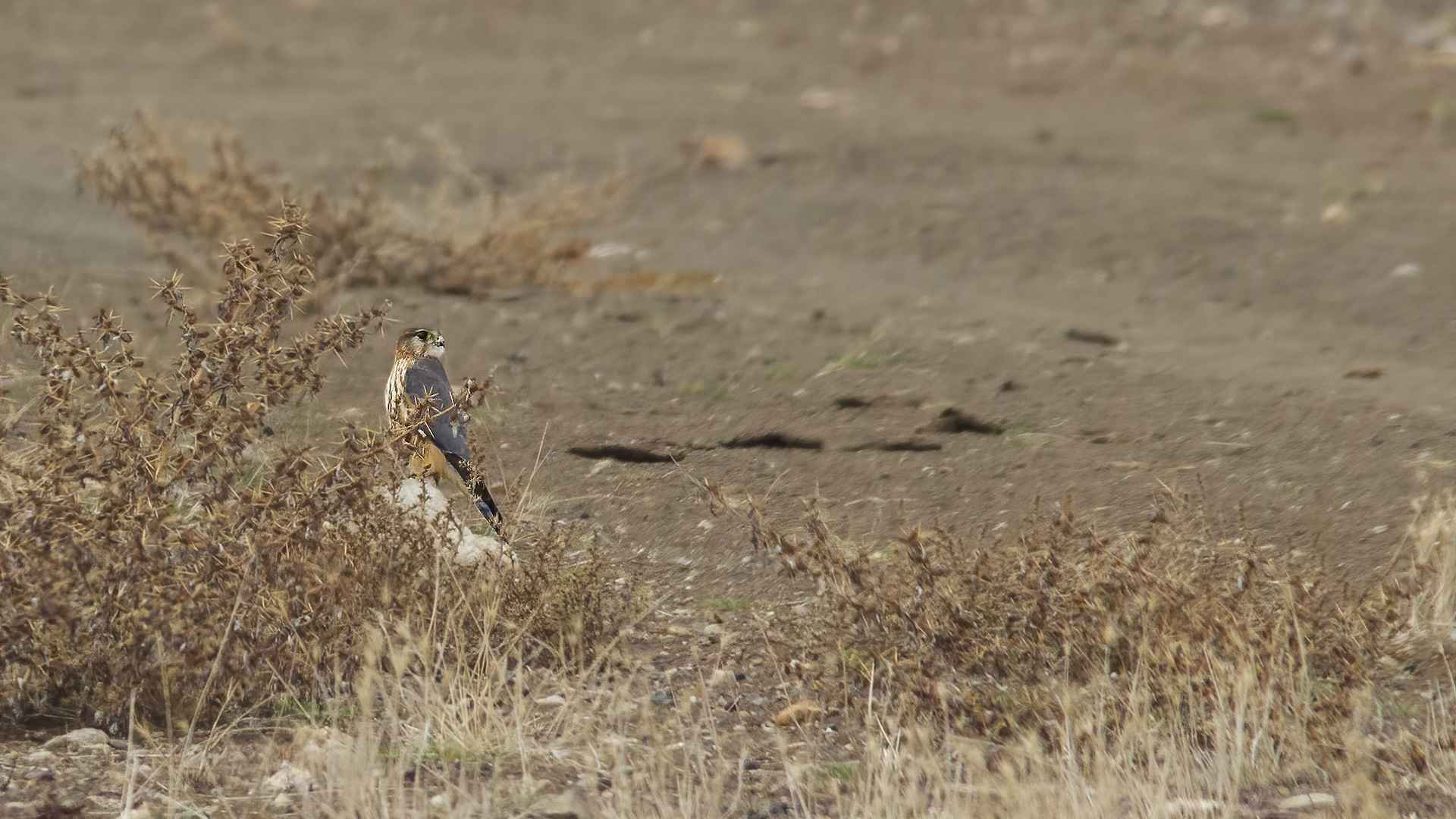 Merlin