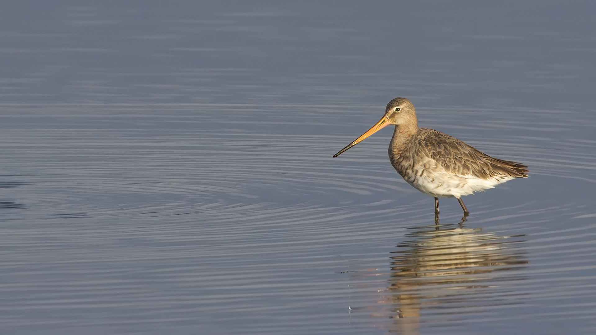 Black-tailed Godwit