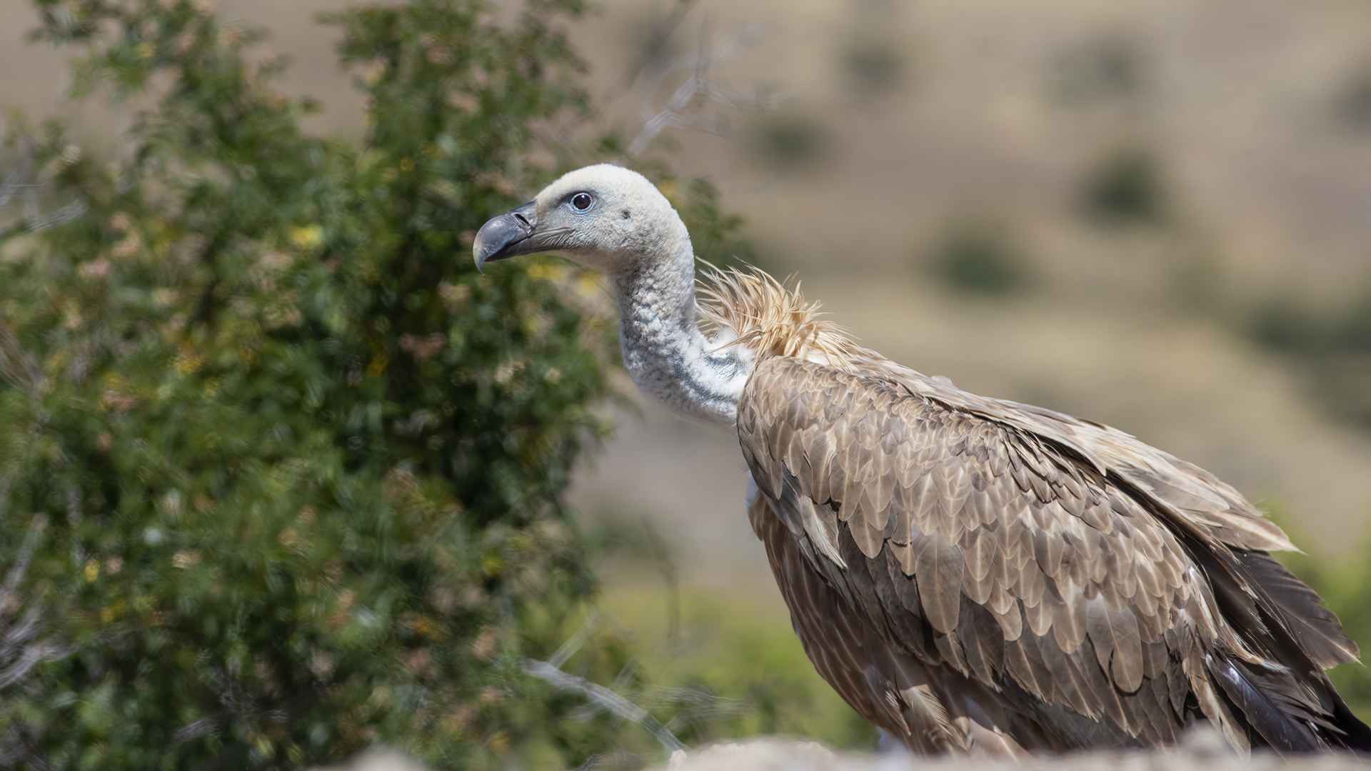 Eurasian Griffon