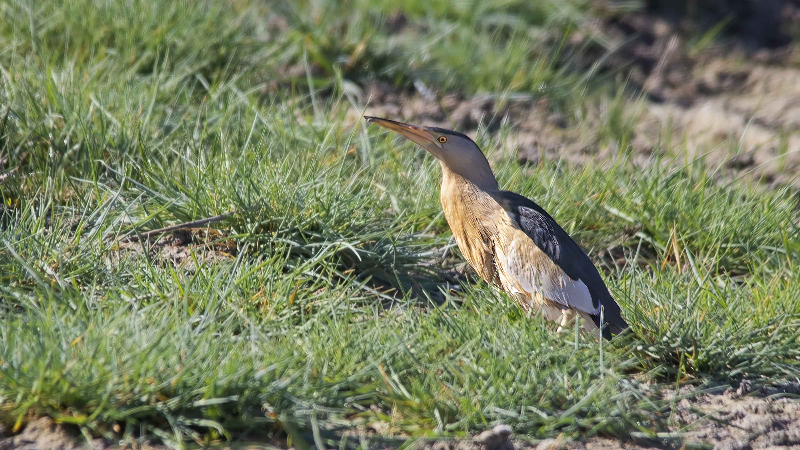 Little Bittern