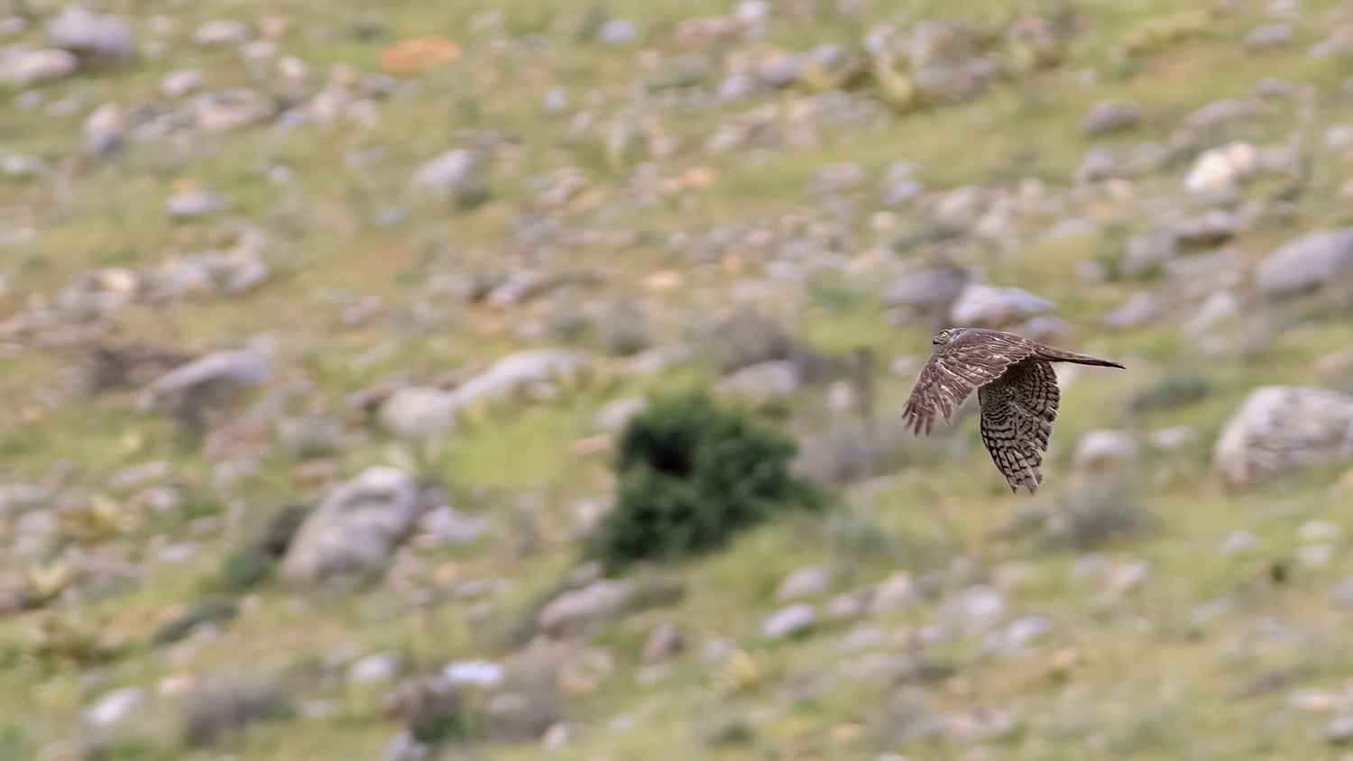 Levant Sparrowhawk