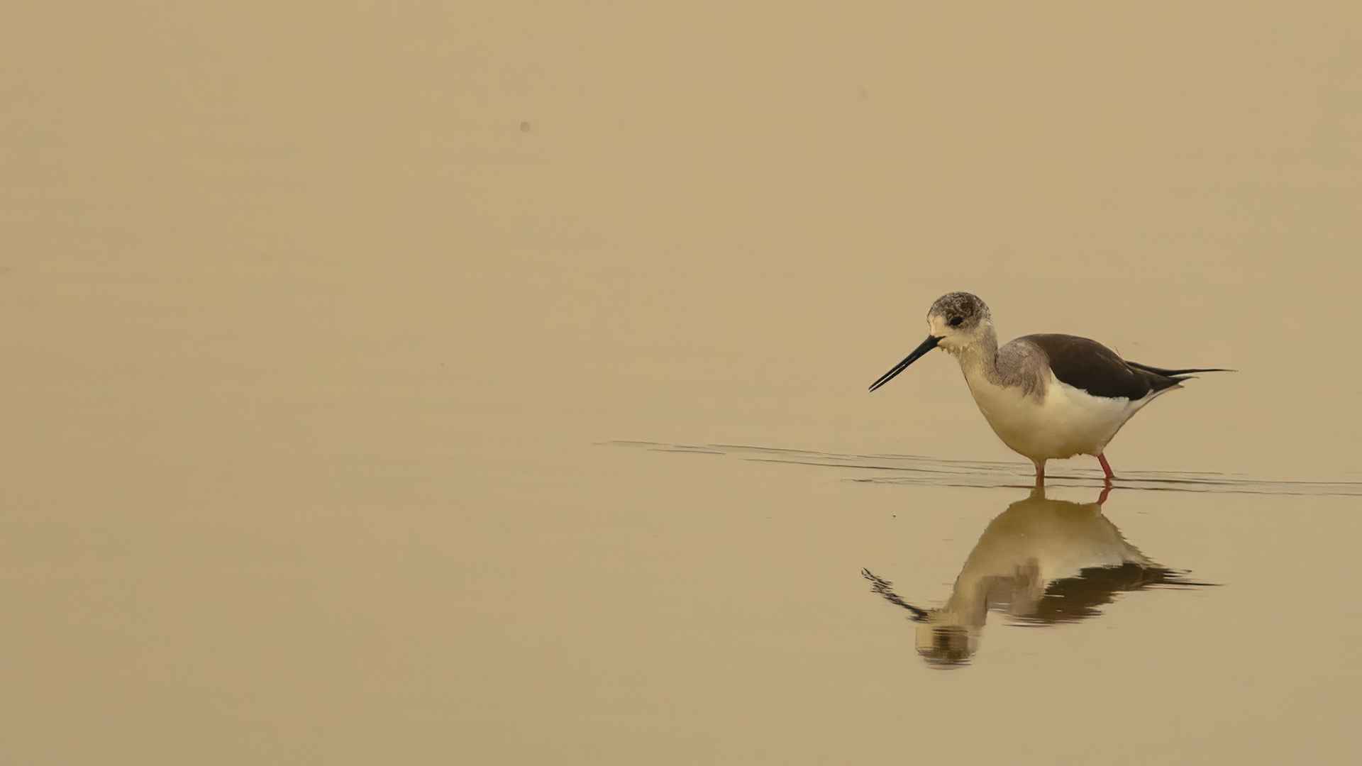 Black-winged Stilt