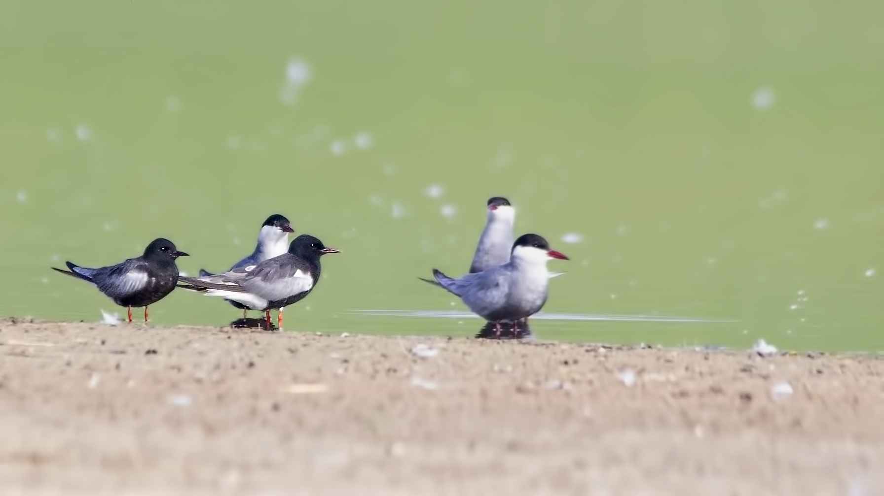 White-winged Tern