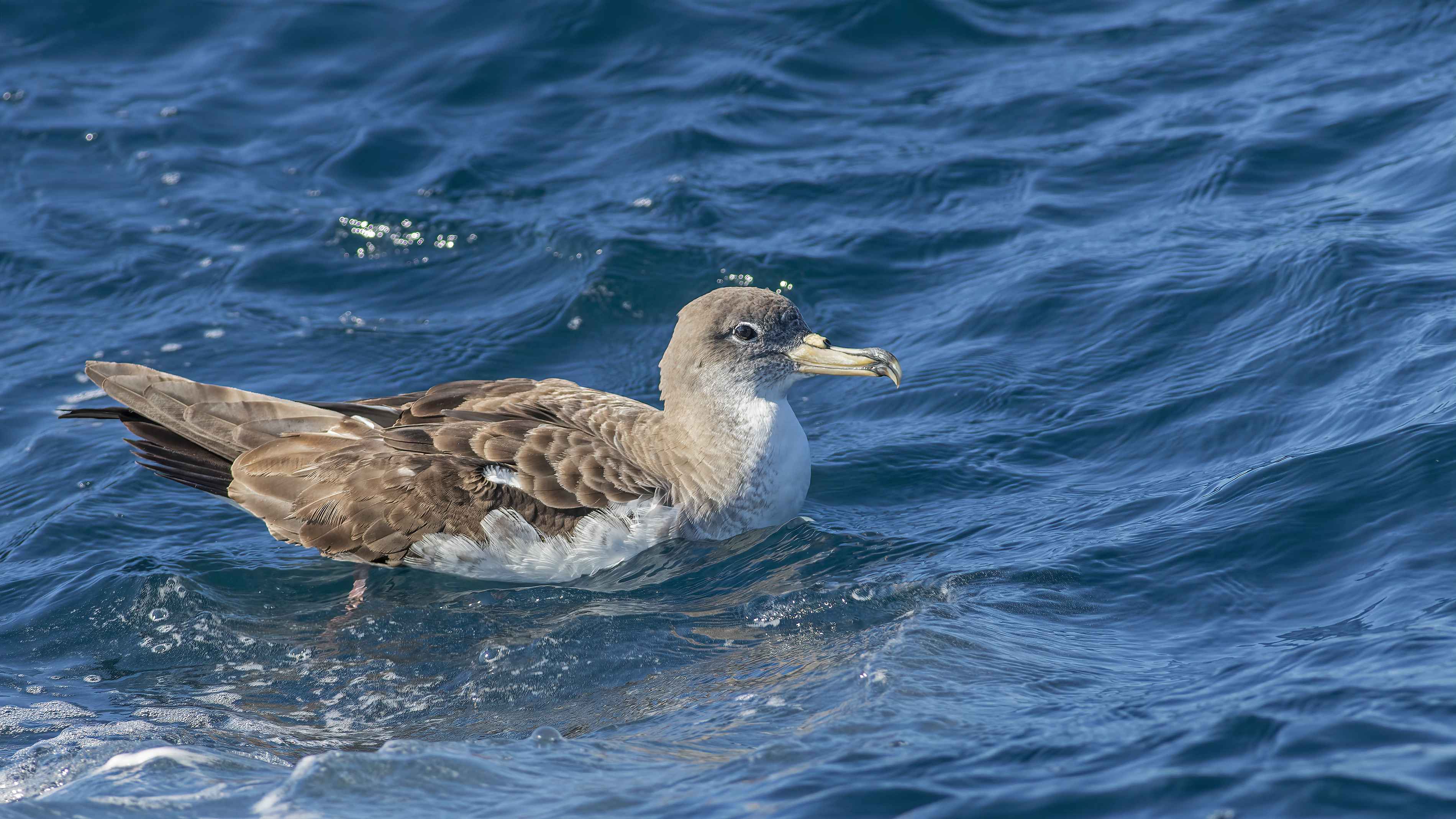 Cory's Shearwater