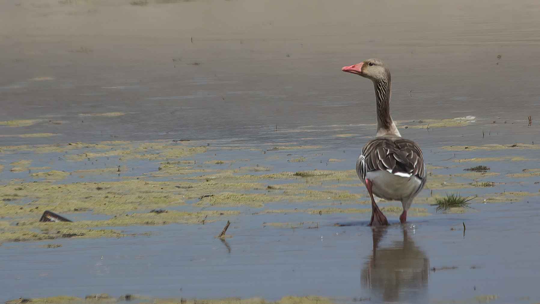 Graylag Goose