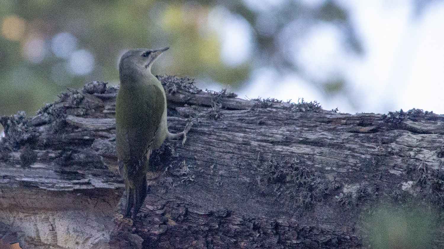 Gray-headed Woodpecker